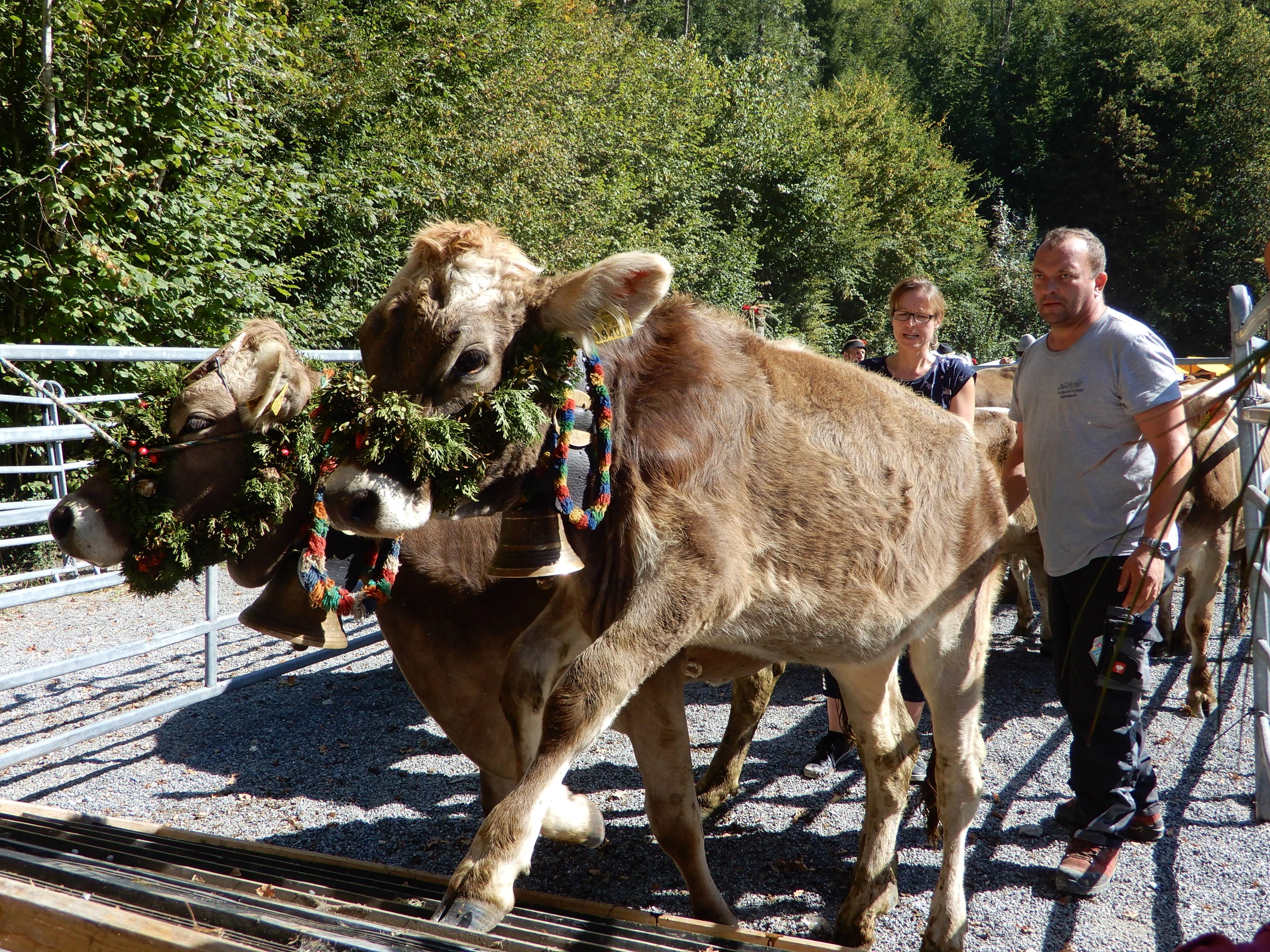 Der Alpabtrieb in Dornbirn lockt jährlich zahlreiche Besucherinnen und Besucher ins Gütle. Der Alpabtrieb in Dornbirn lockt jährlich zahlreiche Besucherinnen und Besucher ins Gütle.