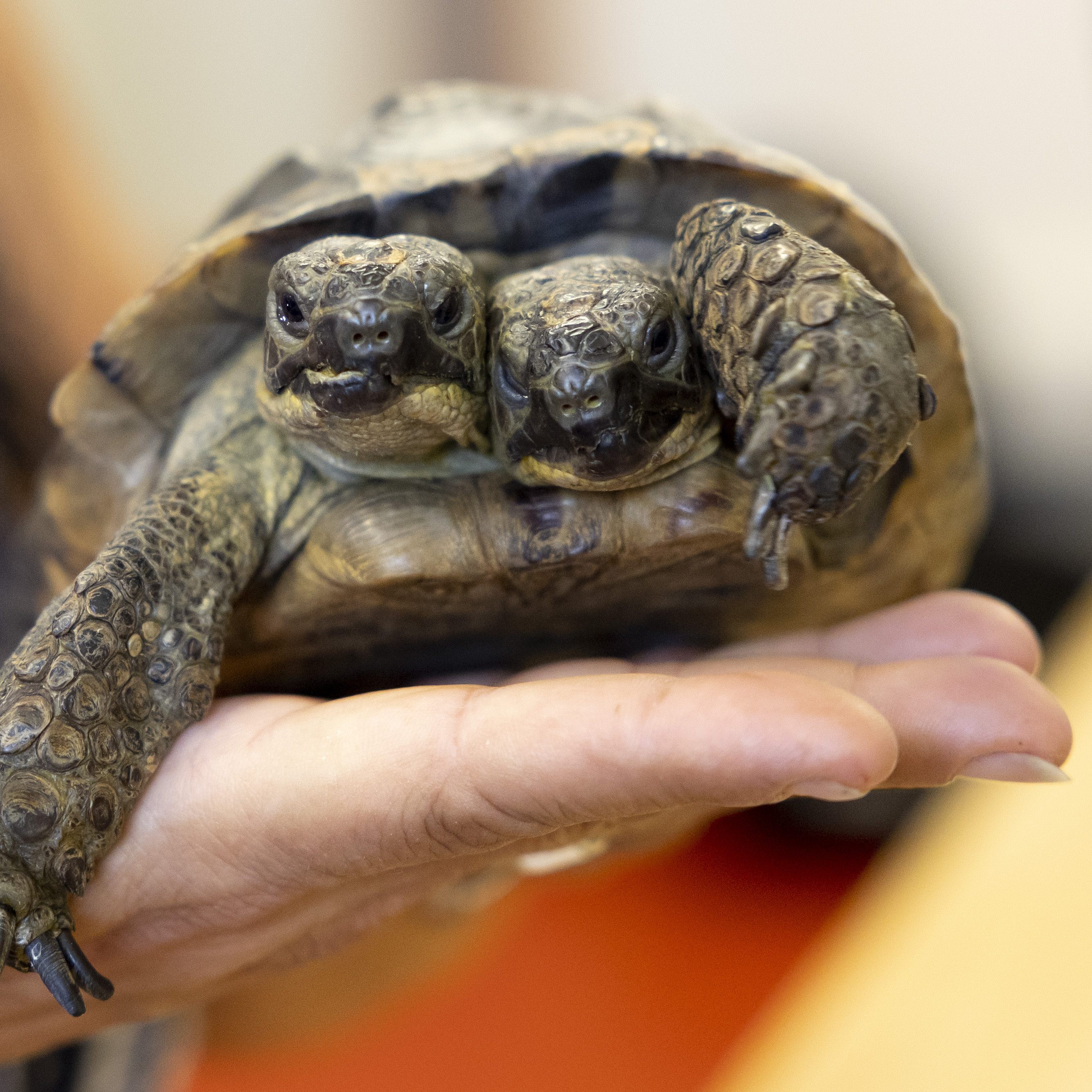 Die zwei Köpfe von Janus haben eigene Persönlichkeiten.