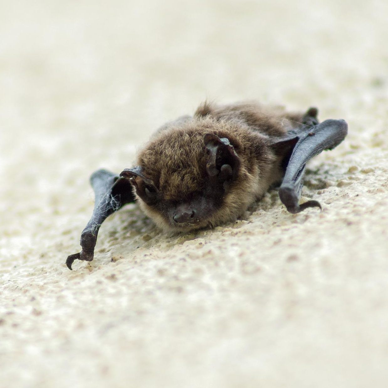 Das kann man unternehmen, wenn sich eine Fledermaus im Haus verirrt hat.