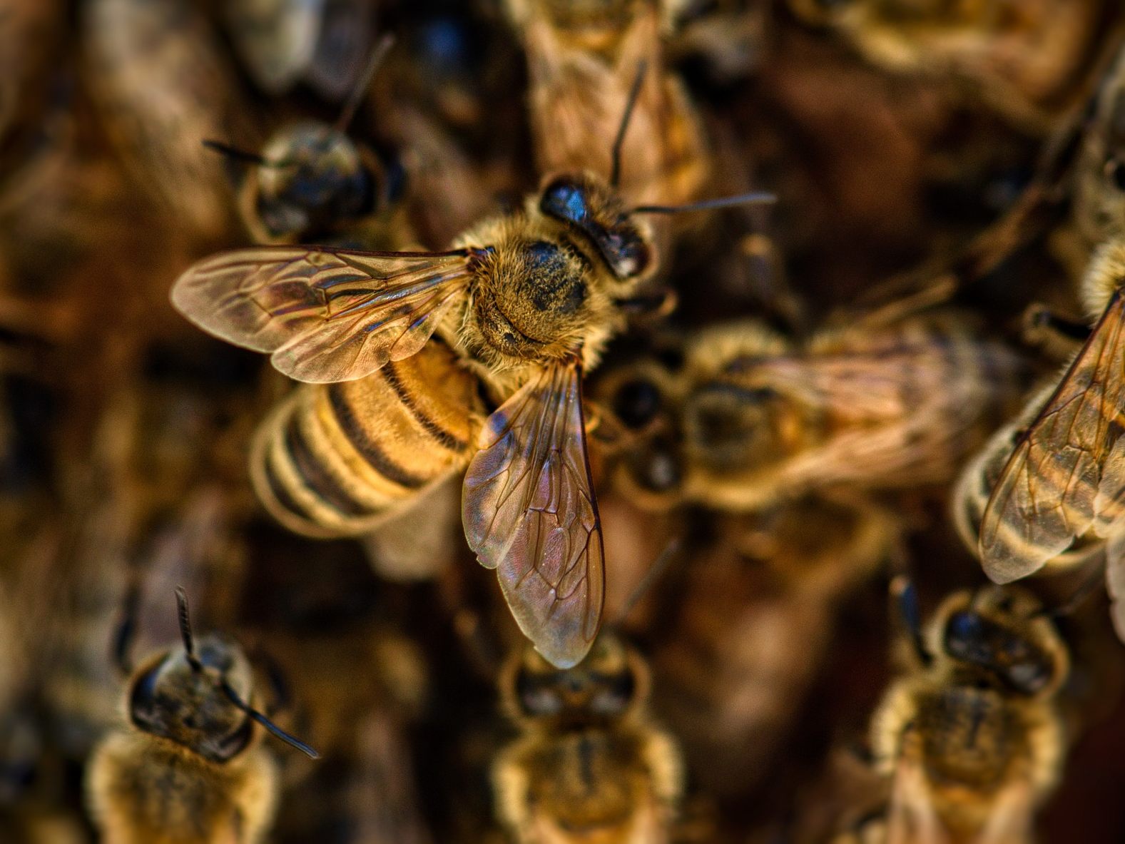 Ein 20-Jähriger wurde im US-Bundesstaat Ohio 20.000 Mal von Killerbienen gestochen. Ein 20-Jähriger wurde im US-Bundesstaat Ohio 20.000 Mal von Killerbienen gestochen.