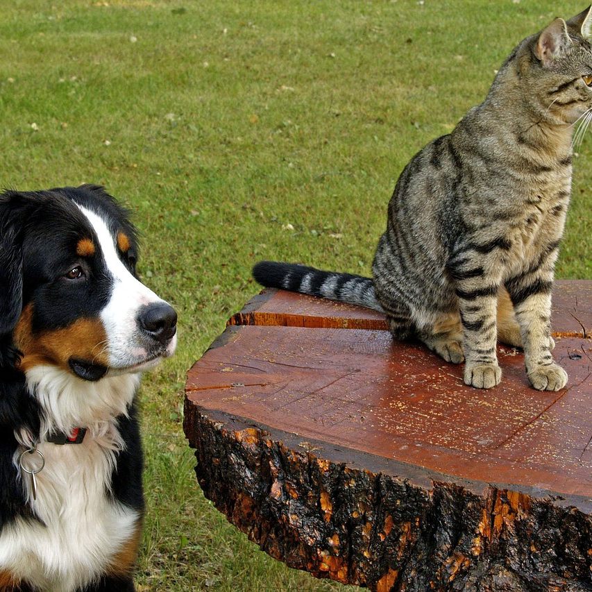Wer ist das klügere Haustier - Katze oder Hund?