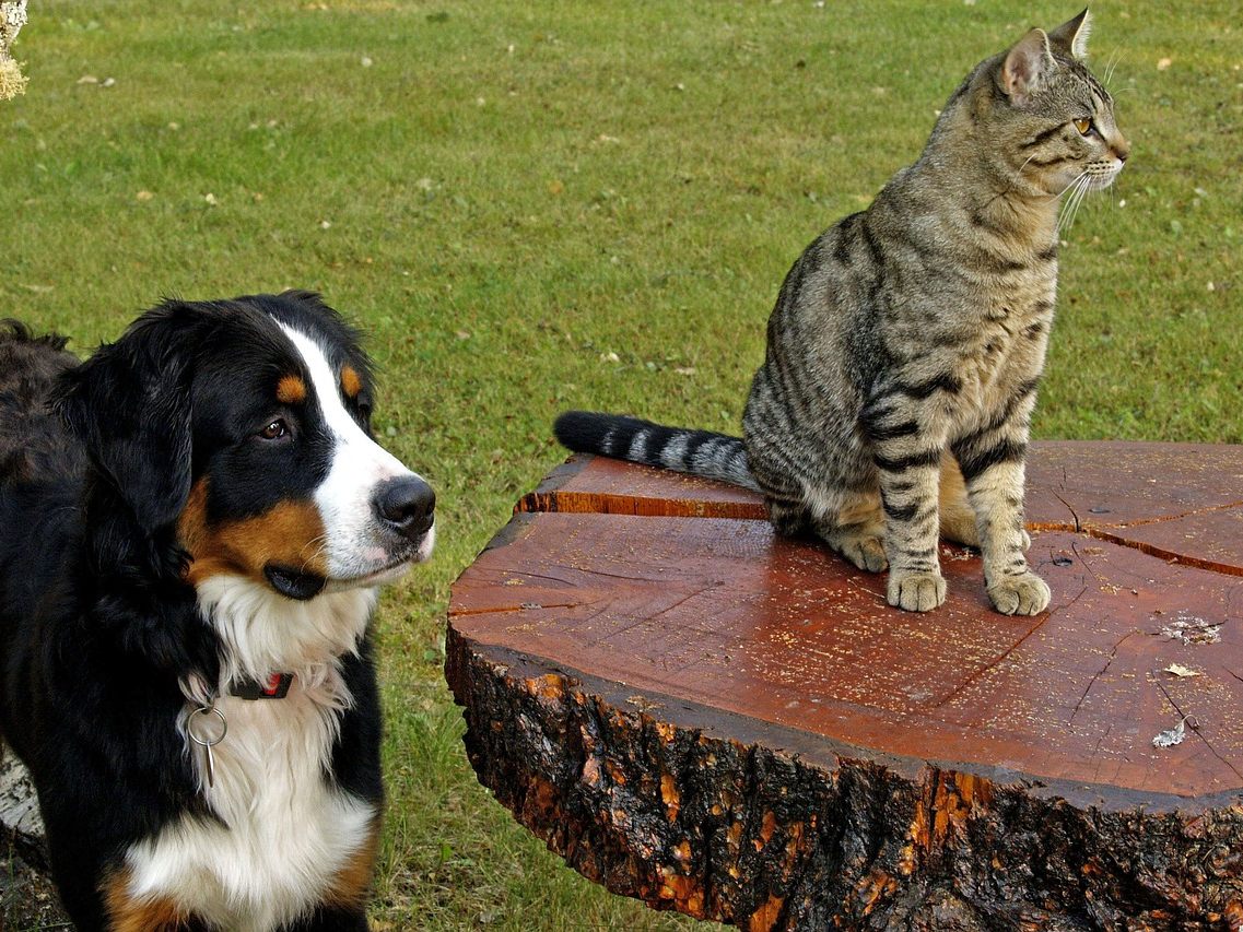 Wer ist das klügere Haustier - Katze oder Hund?