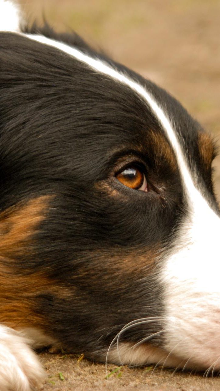 Die Freundin des Tierbesitzers soll den Hund misshandelt haben.