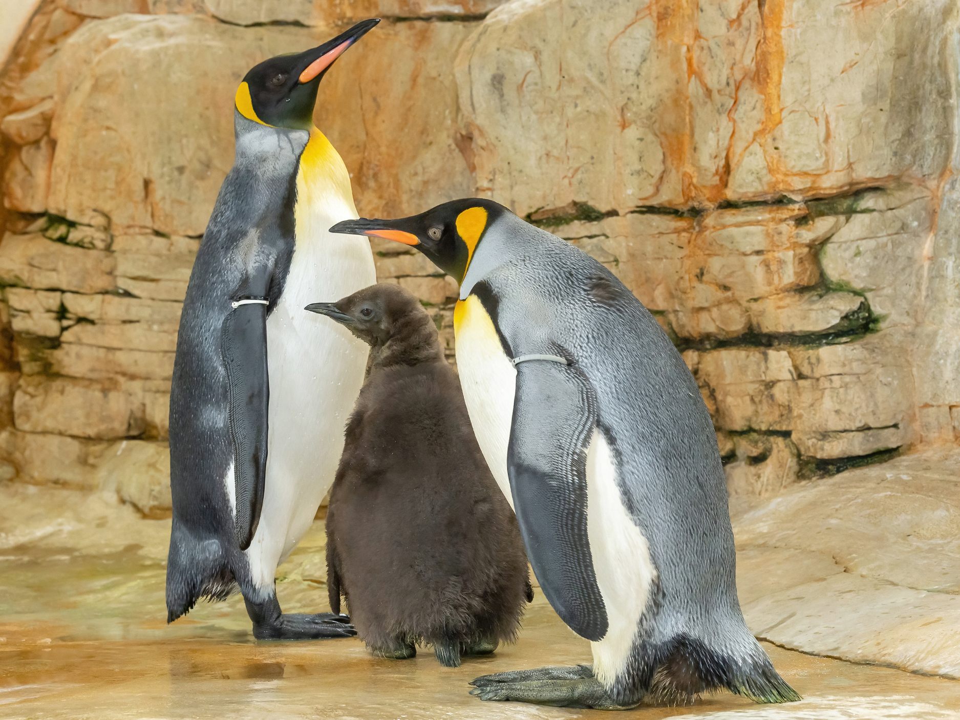 Im Wiener Tiergarten Schönbrunn ist ein flauschiges Königspinguin-Kücken geschlüpft. Im Wiener Tiergarten Schönbrunn ist ein flauschiges Königspinguin-Kücken geschlüpft.