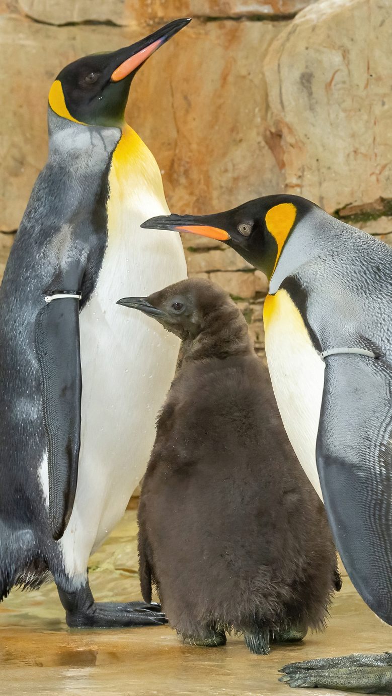 Im Wiener Tiergarten Schönbrunn ist ein flauschiges Königspinguin-Kücken geschlüpft.