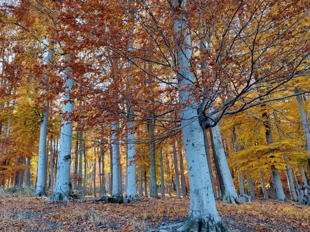Laut einer Studie sind die Wälder in Mittel- und Westeuropa hohen Klimarisiken ausgesetzt. Laut einer Studie sind die Wälder in Mittel- und Westeuropa hohen Klimarisiken ausgesetzt.
