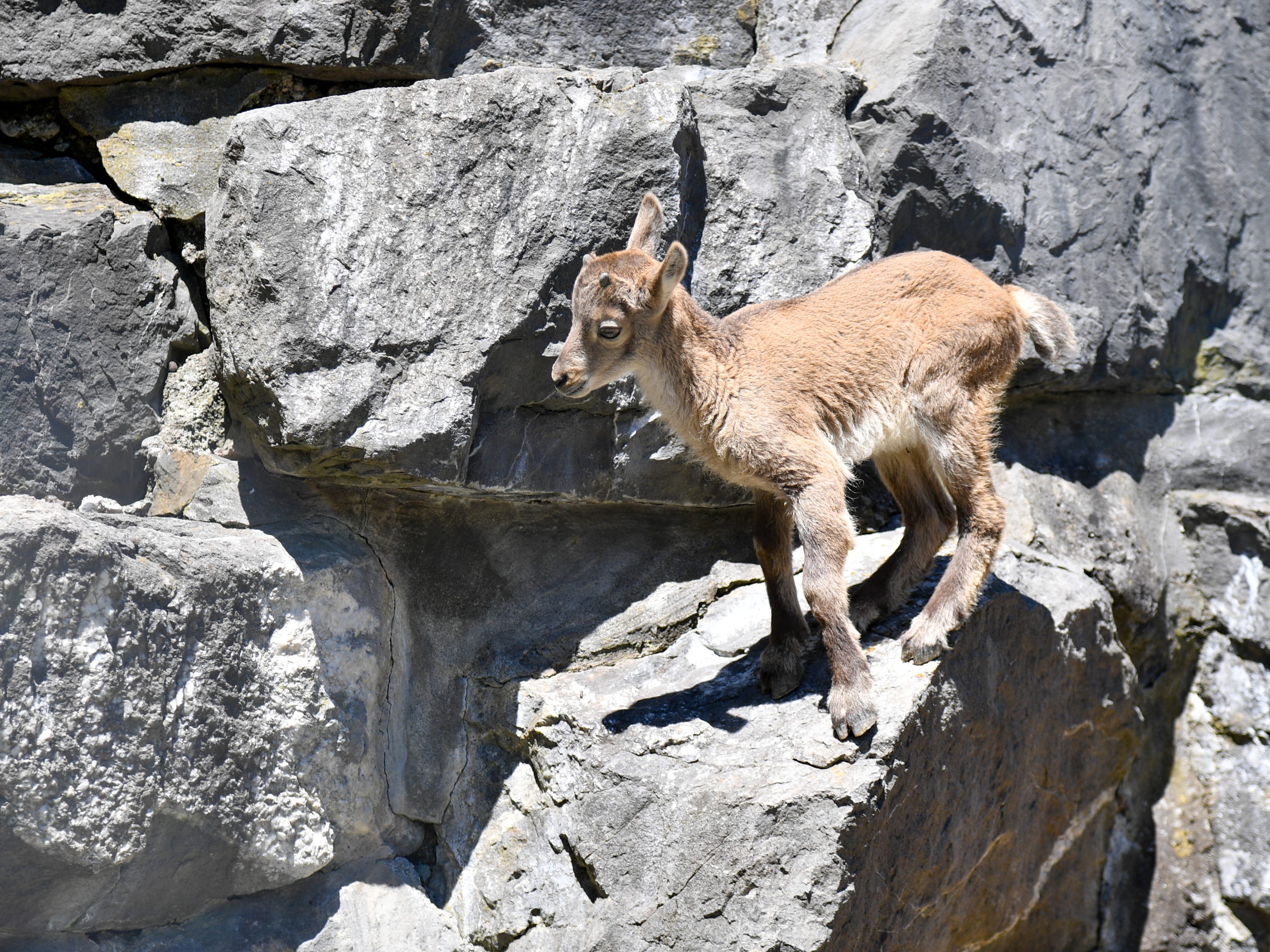 Der Wildpark Feldkirch braucht Hilfe.