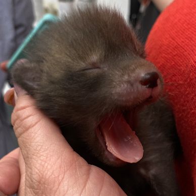 Die sechs Monate alten Füchse wurden erfolgreich ausgewildert.