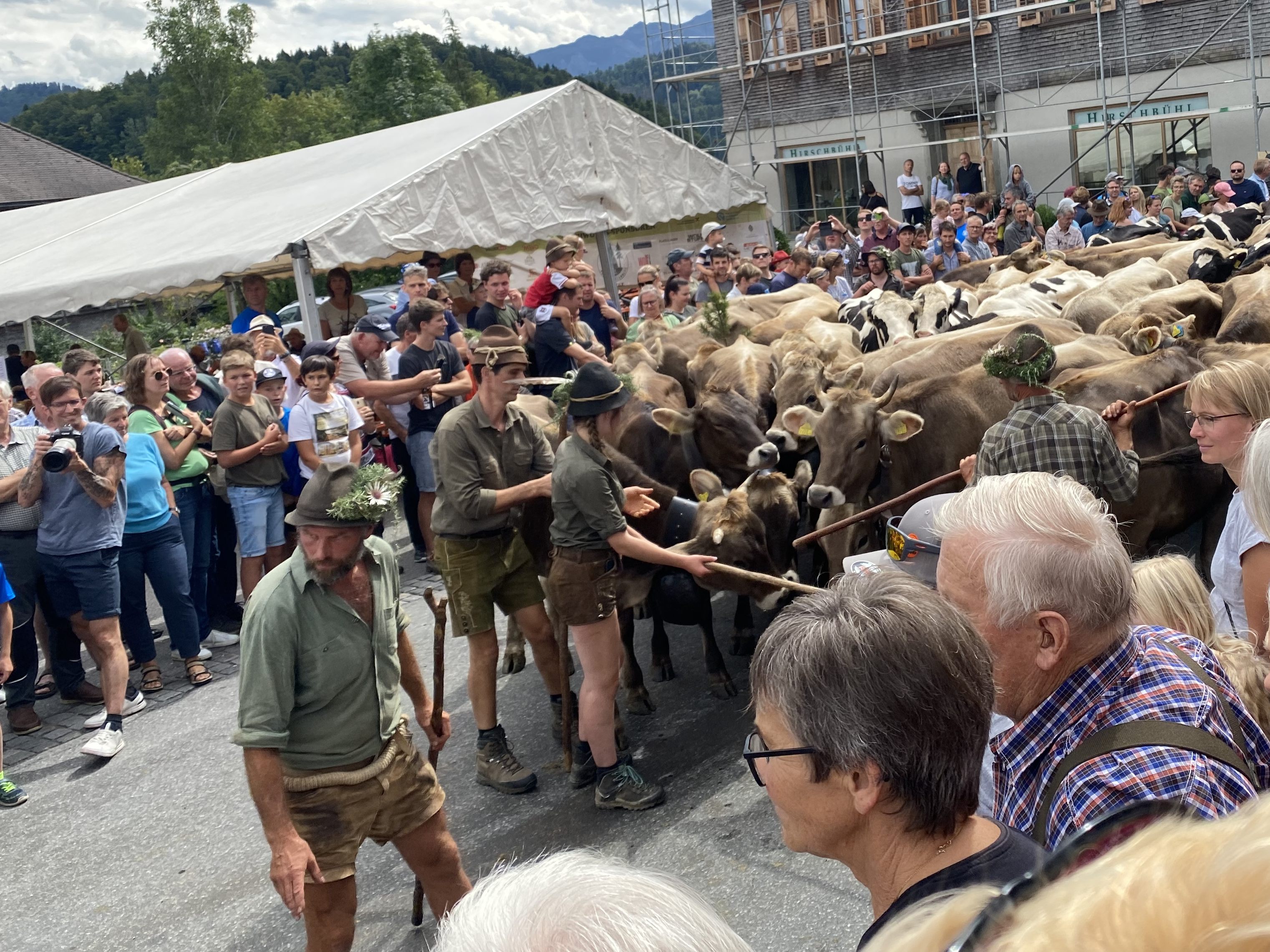 Alpabtrieb in Schwarzenberg.