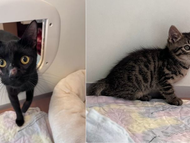 Das Katzenbaby steckte auf dem Wiener Schulgelände in einer Dachrinne fest. Das Katzenbaby steckte auf dem Wiener Schulgelände in einer Dachrinne fest.
