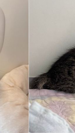 Das Katzenbaby steckte auf dem Wiener Schulgelände in einer Dachrinne fest.