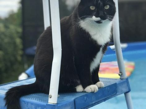 Unsere Katze Nelly