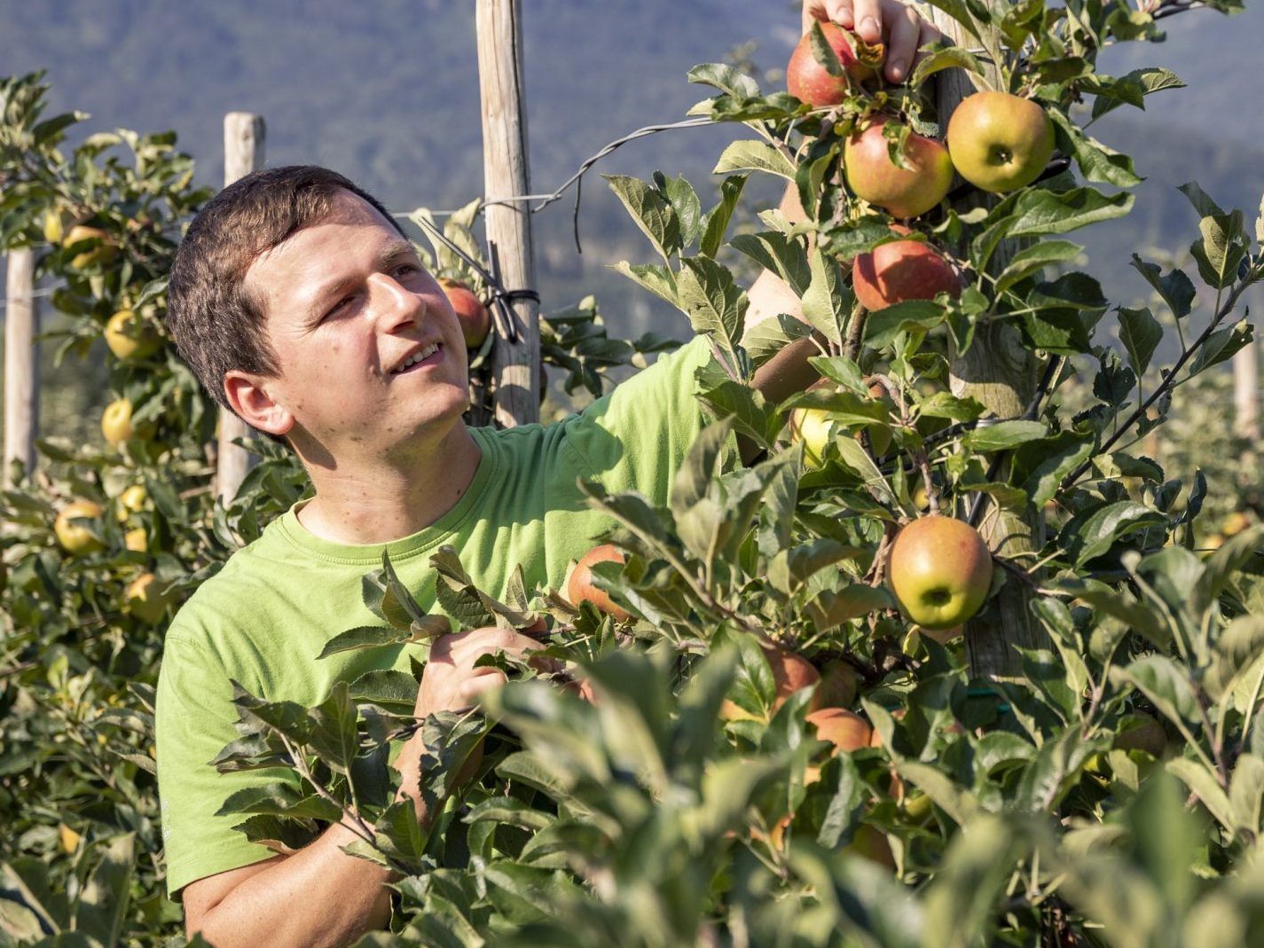 Auf welchem Hof der Apfel nicht weit vom Stamm gefallen ist - Schlins ...