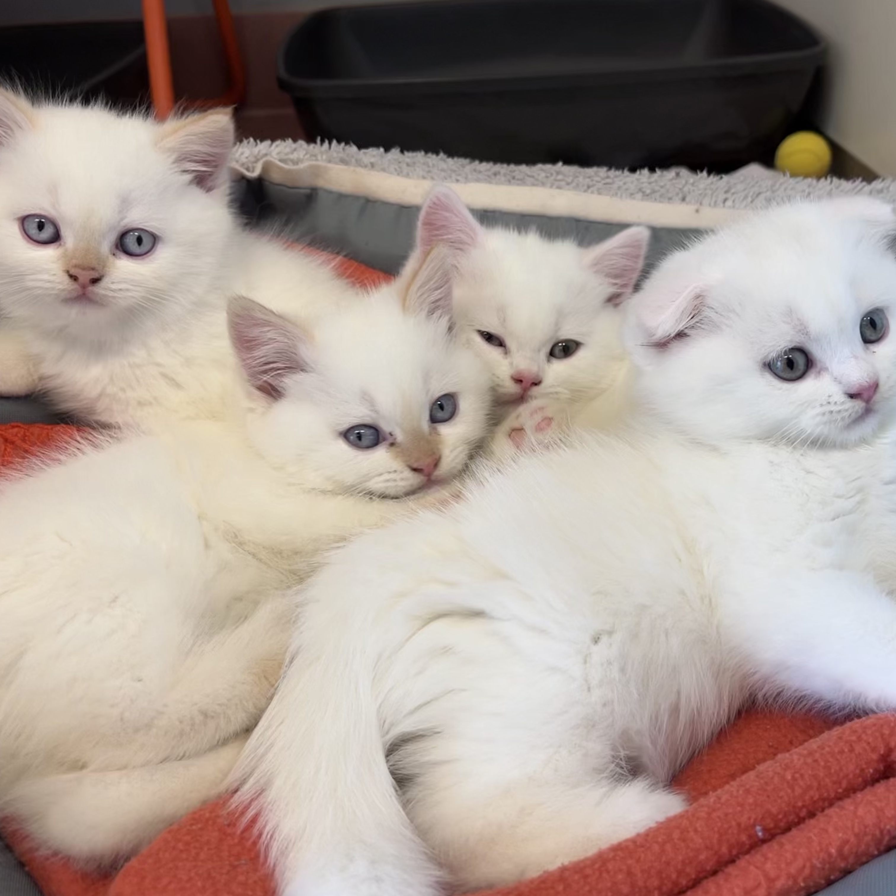 Die Katzenbabys und deren Mutter wurden beschlagnahmt.