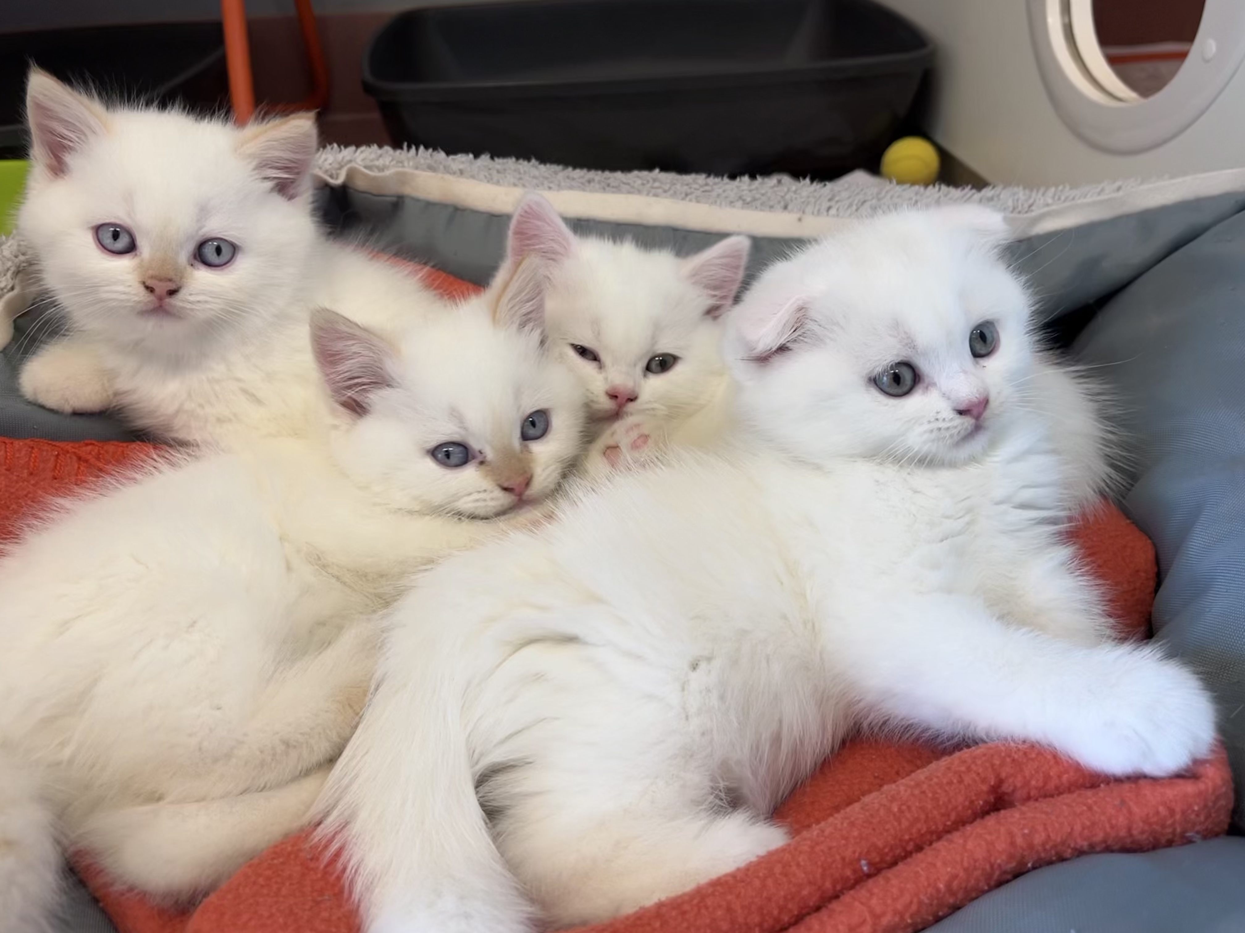 Die Katzenbabys und deren Mutter wurden beschlagnahmt. Die Katzenbabys und deren Mutter wurden beschlagnahmt.