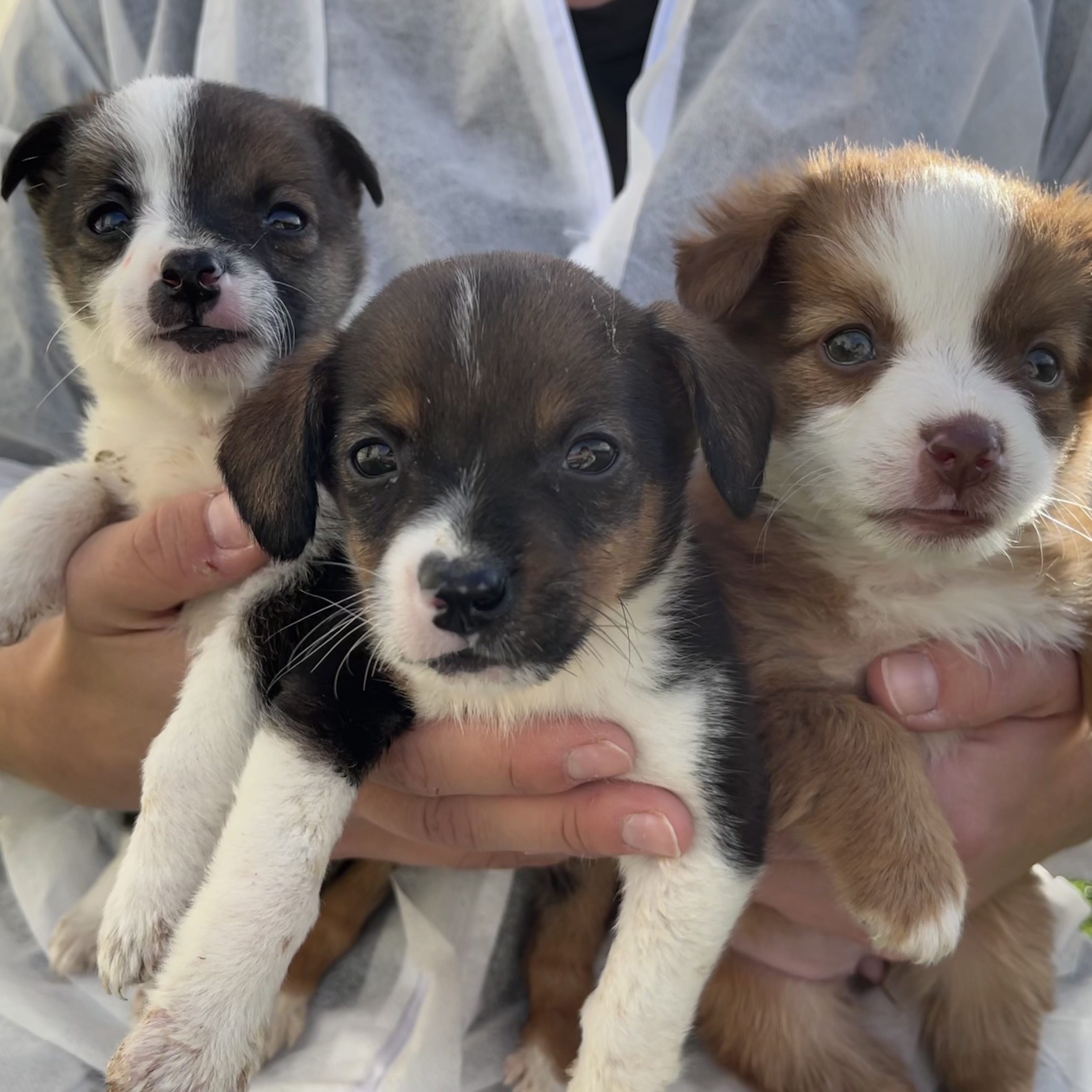 Den drei Mischlingswelpen Alice, Amy und Ameli geht es jetzt gut in der Obhut des TierQuarTier Wien.