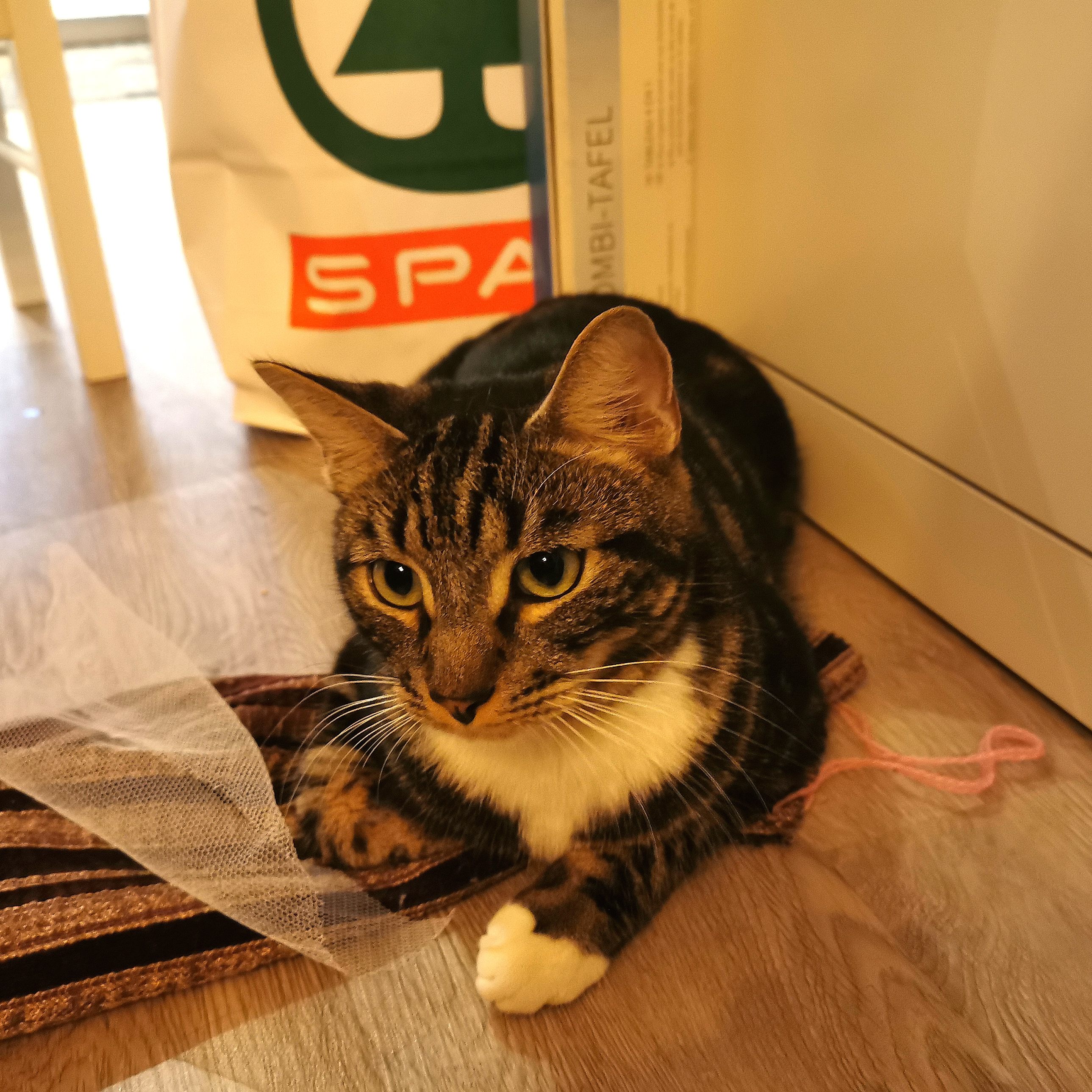 Für Kater "Pauli" verlief sein Ausflug glimpflich: Er wurde 140 Kilometer weit entfernt von seinem Zuhause nahe Kapfenberg in der Steiermark gefunden. Und zwar in Wien.