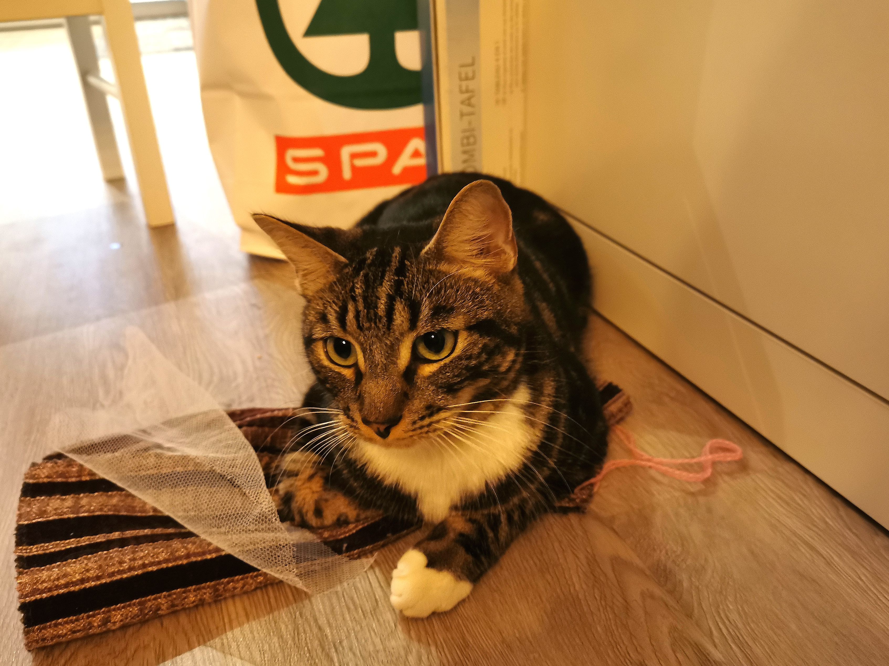 Für Kater "Pauli" verlief sein Ausflug glimpflich: Er wurde 140 Kilometer weit entfernt von seinem Zuhause nahe Kapfenberg in der Steiermark gefunden. Und zwar in Wien. Für Kater "Pauli" verlief sein Ausflug glimpflich: Er wurde 140 Kilometer weit entfernt von seinem Zuhause nahe Kapfenberg in der Steiermark gefunden. Und zwar in Wien.