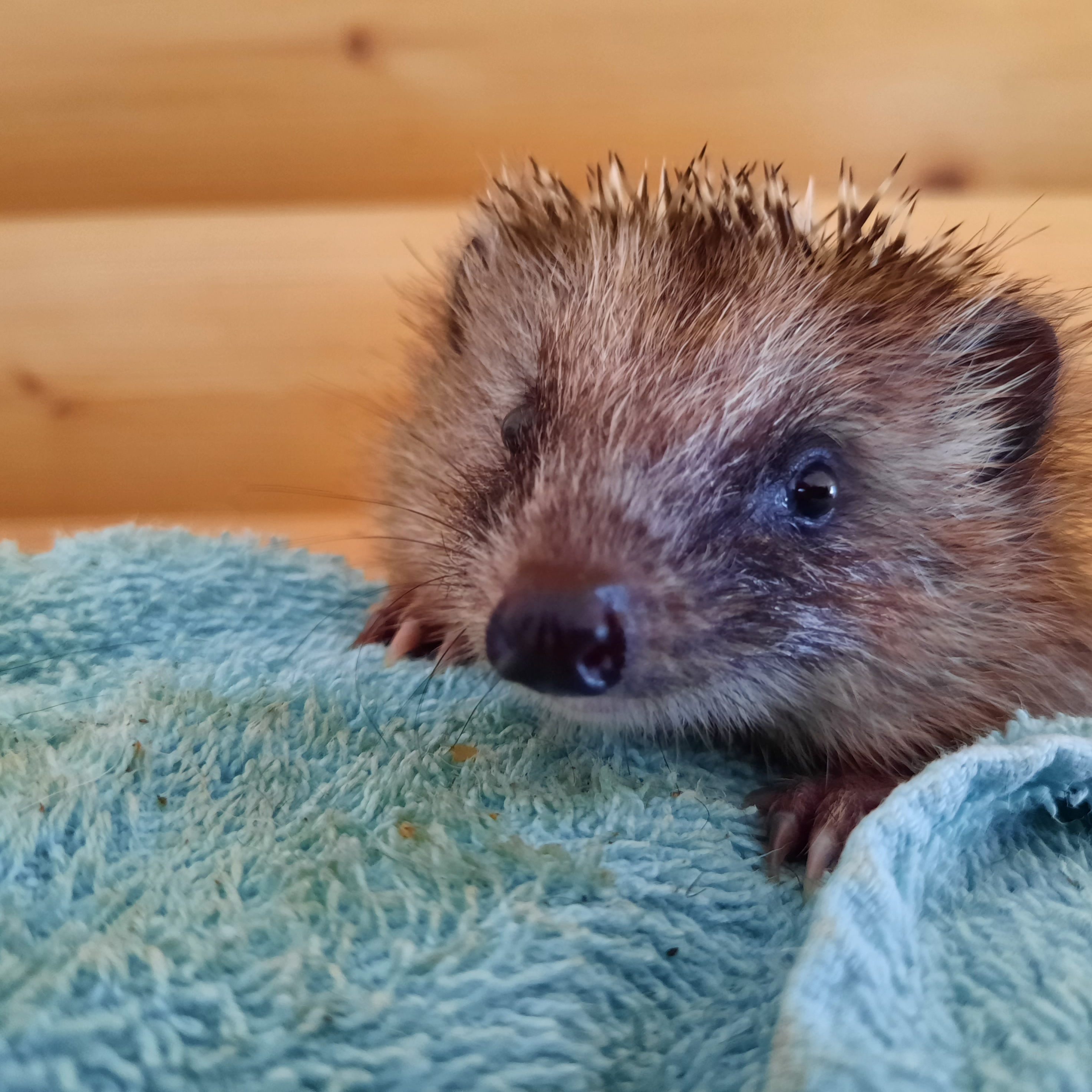 Derzeit gibt es immer mehr Igel-Waisenkinder, da die Muttertiere oft überfahren werden.