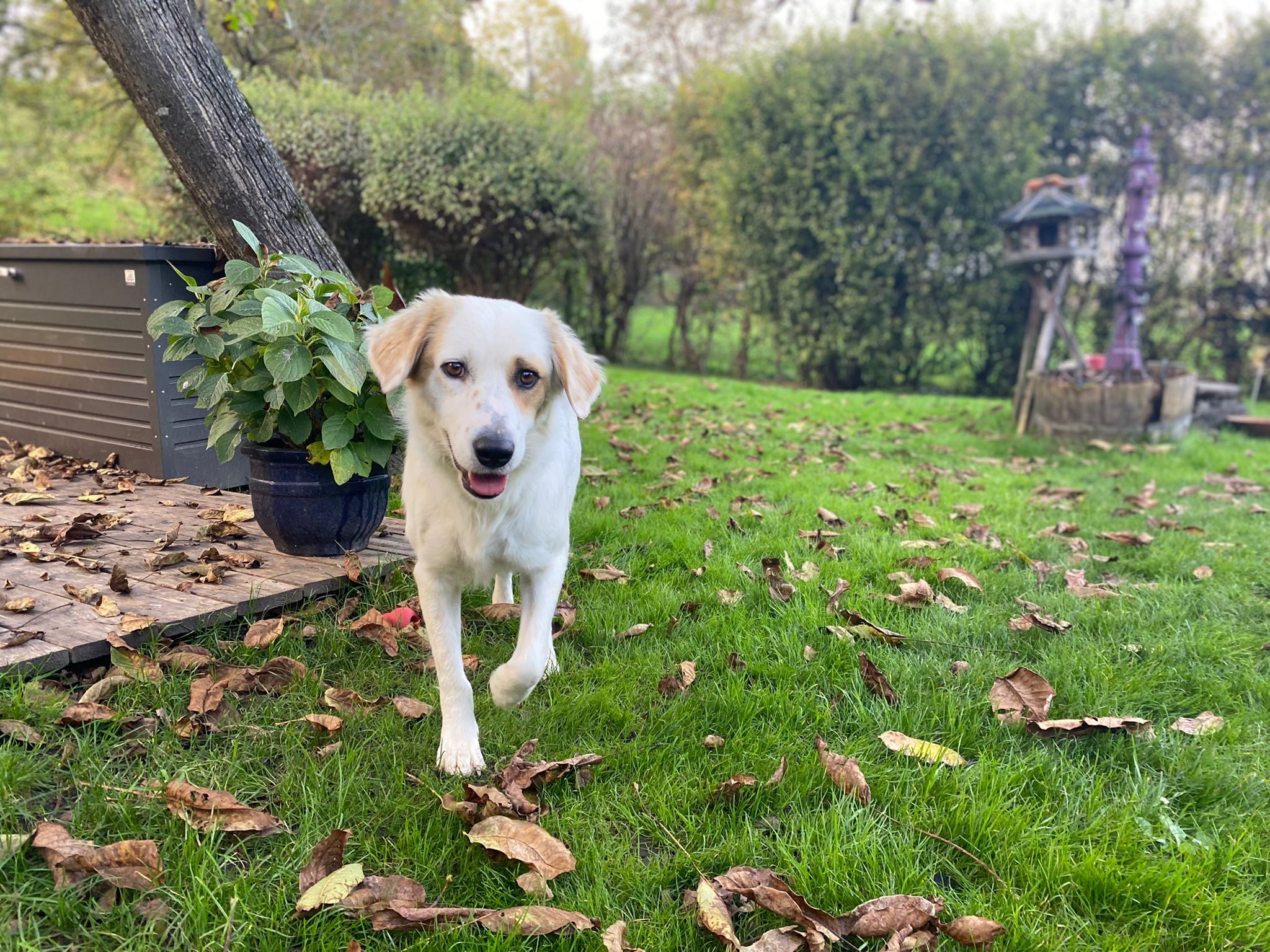 Lilly