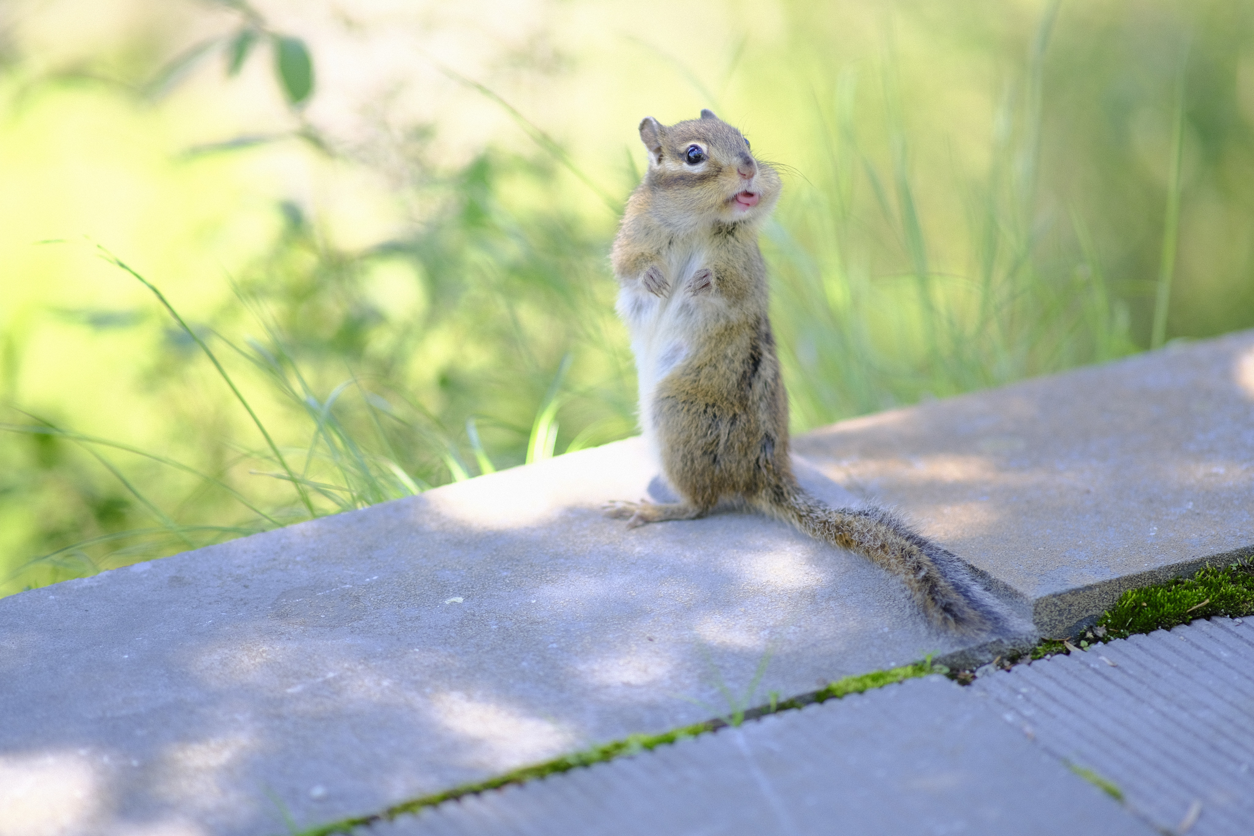 Lisper Squirrel Lisper Squirrel