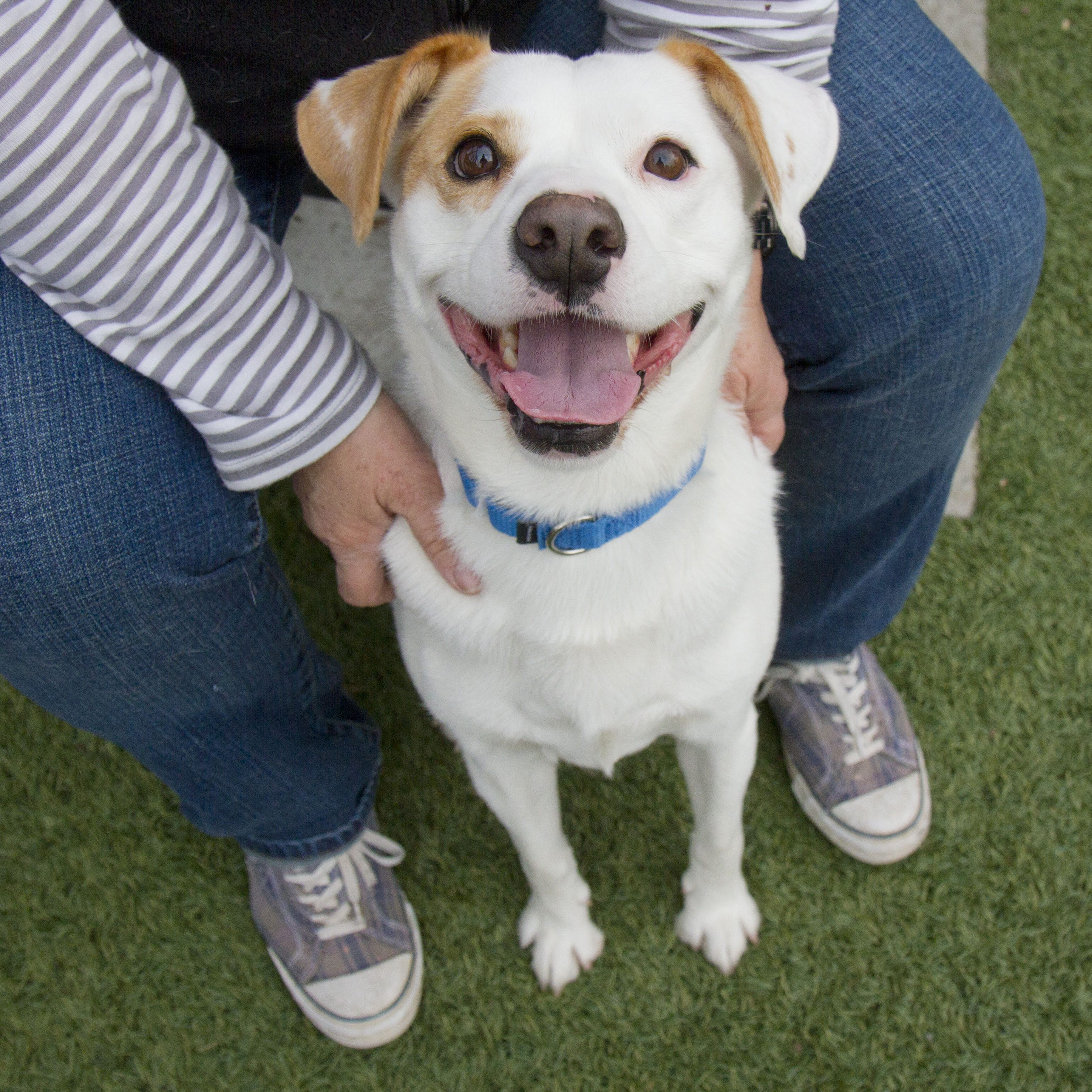 Das Shelter Buddy Leseprogramm findet wieder statt.