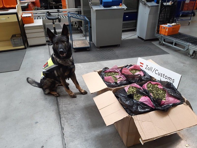 Drogenspürhund "Django" spürte geschmuggeltes Khat in Wien auf. Drogenspürhund "Django" spürte geschmuggeltes Khat in Wien auf.