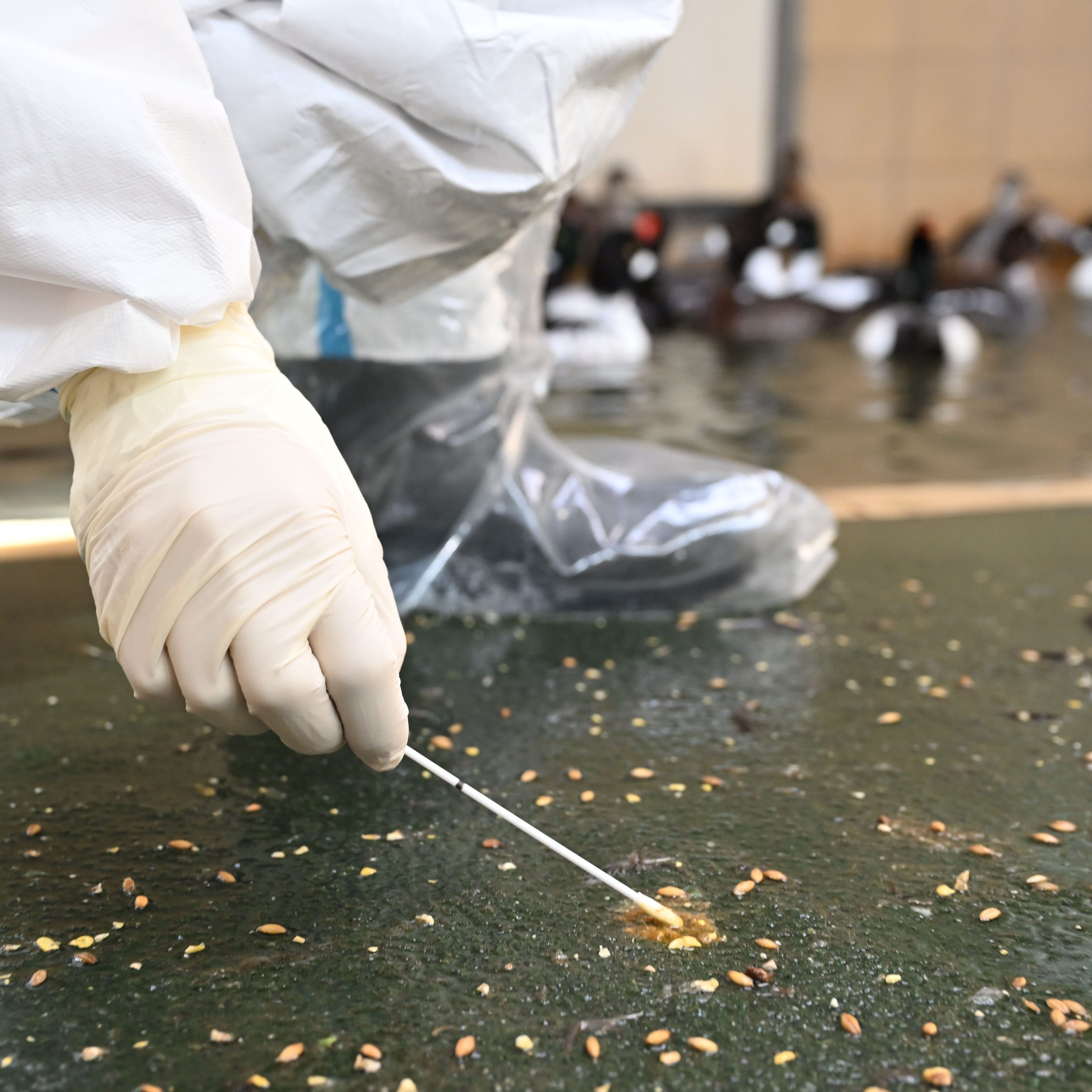 Bisher schwerste Vogelgrippe-Epidemie in Europa in Saison 2021/2022.