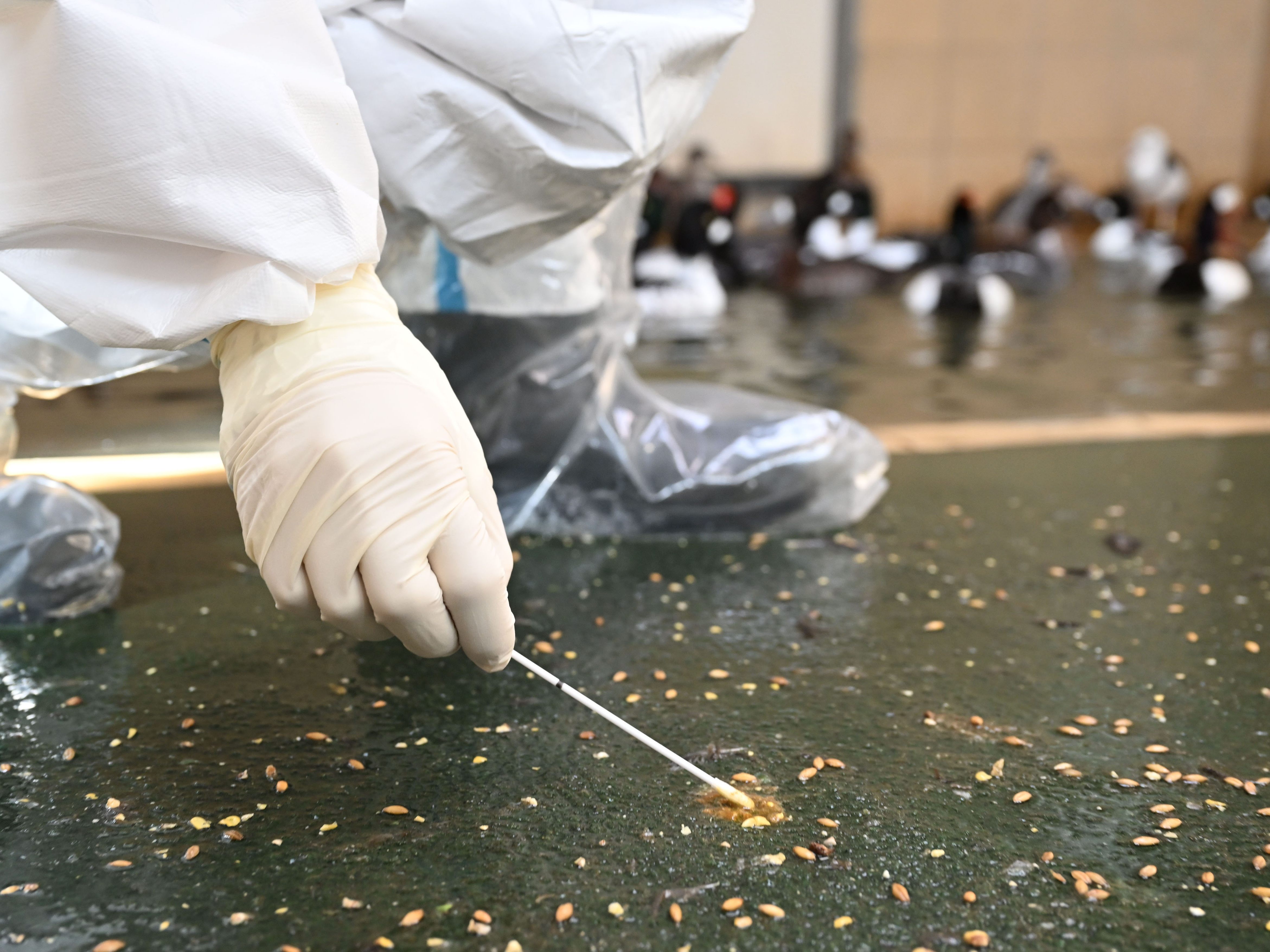 Bisher schwerste Vogelgrippe-Epidemie in Europa in Saison 2021/2022. Bisher schwerste Vogelgrippe-Epidemie in Europa in Saison 2021/2022.