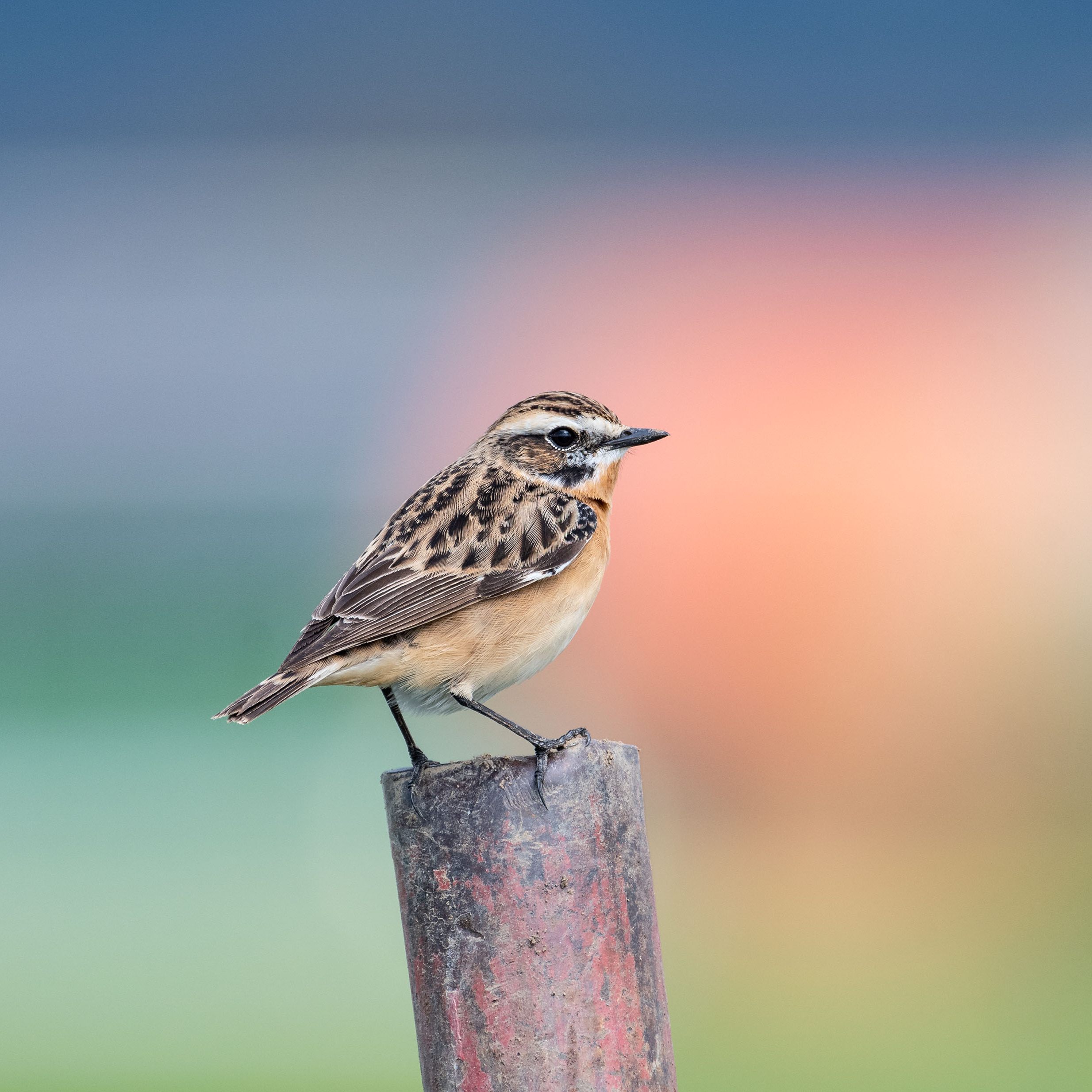 Vogel des Jahres 2023: Erfolg für das Braunkehlchen.