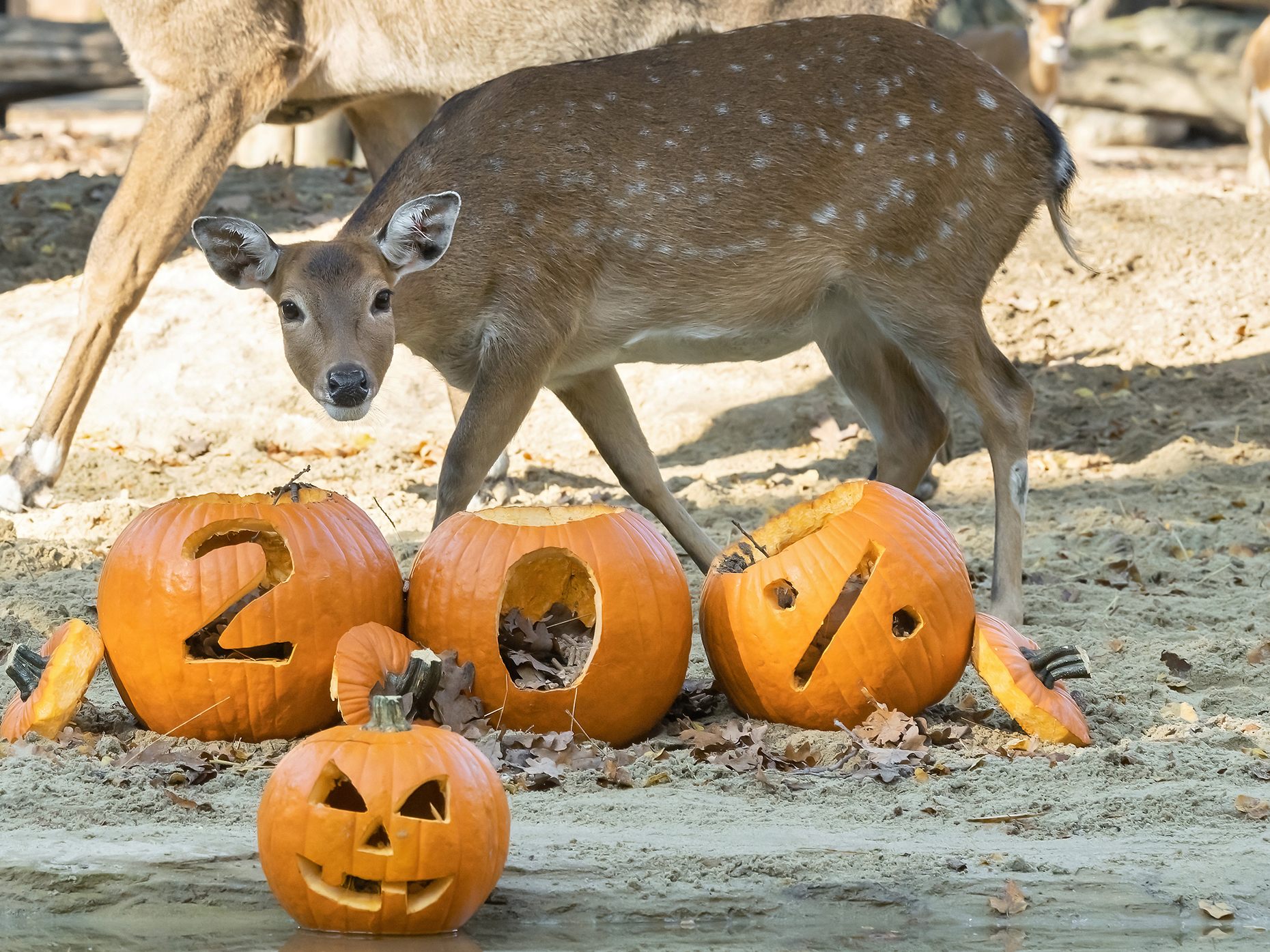 Die Bewohner im Wiener Tiergarten Schönbrunn haben großen Spaß im Herbst.