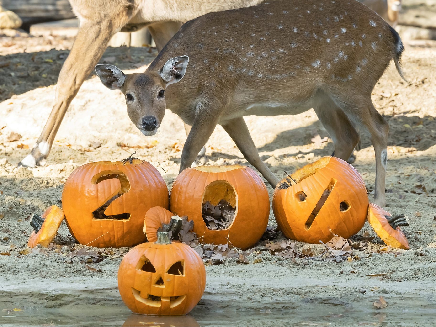 Der Wiener Zoo Schönbrunn macht zu Halloween auf bedrohte Tierarten aufmerksam. Der Wiener Zoo Schönbrunn macht zu Halloween auf bedrohte Tierarten aufmerksam.
