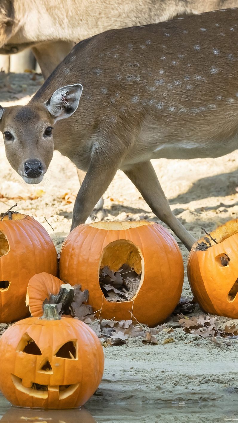 Der Wiener Zoo Schönbrunn macht zu Halloween auf bedrohte Tierarten aufmerksam.