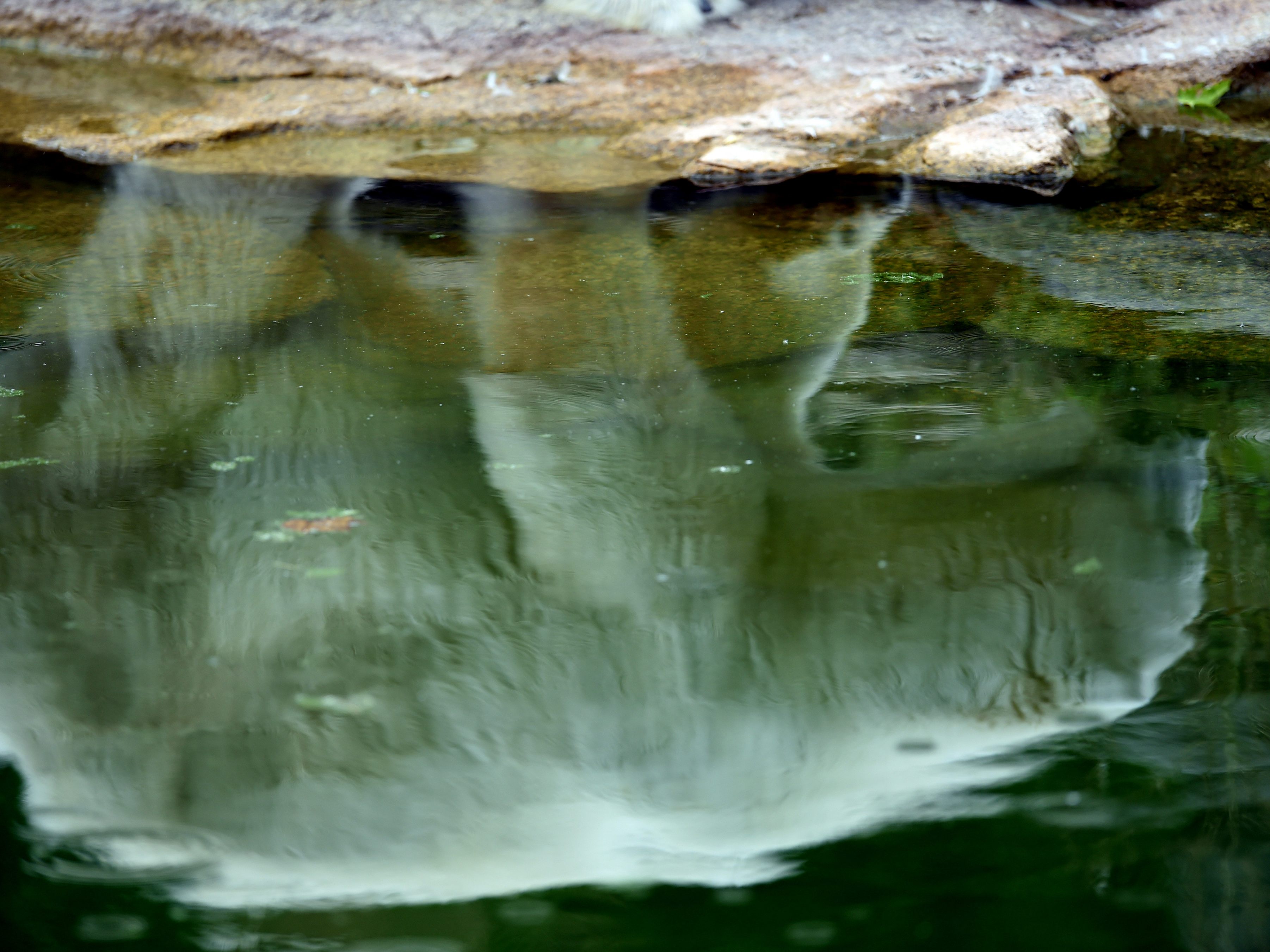 Eisbärin Nora aus dem Tiergarten Schönbrunn in Wien soll im Naturhistorischen Museum ausgestellt werden.