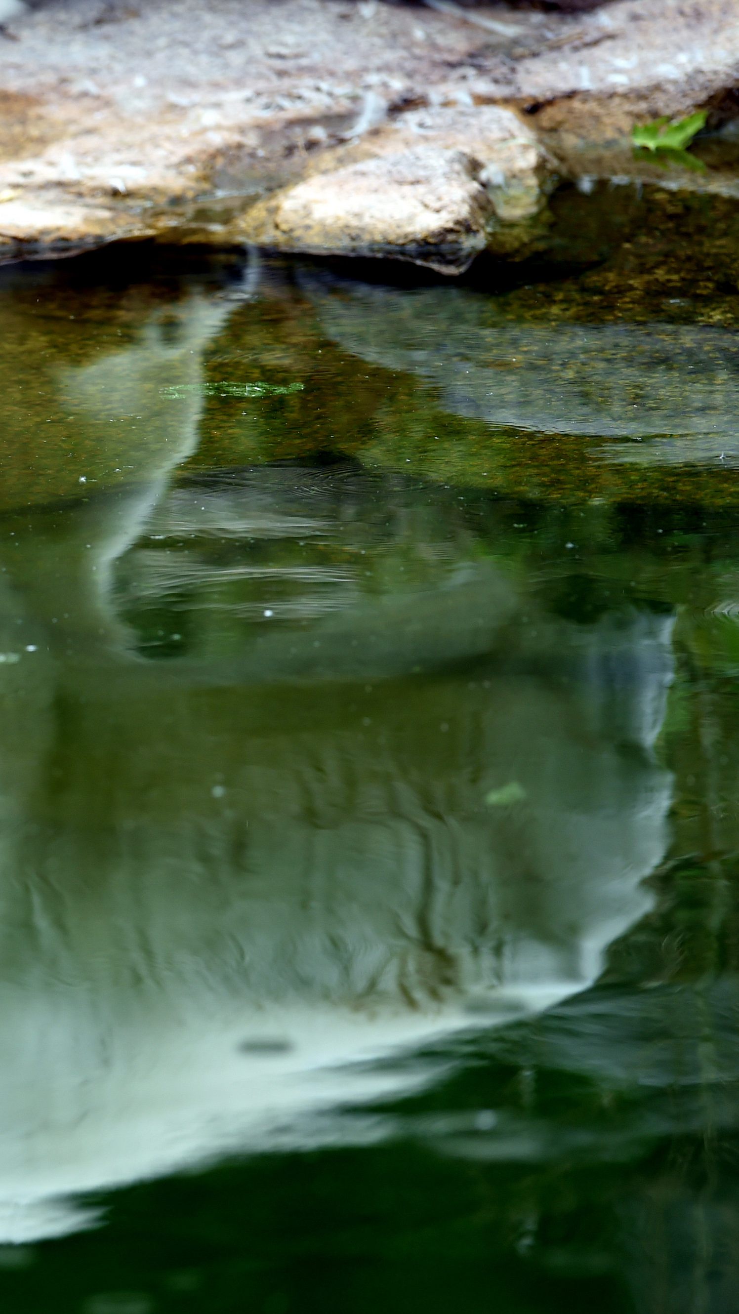 Eisbärin Nora aus dem Tiergarten Schönbrunn in Wien soll im Naturhistorischen Museum ausgestellt werden.