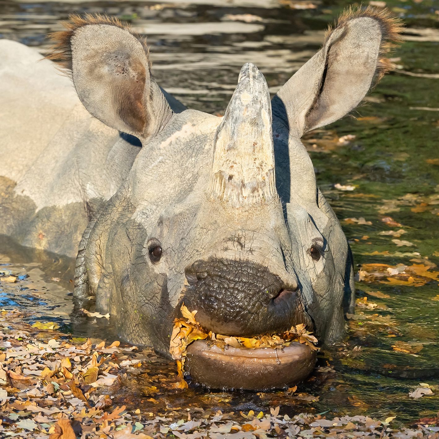 Die Zoobewohner genießen die herbstlichen Sonnenstrahlen.