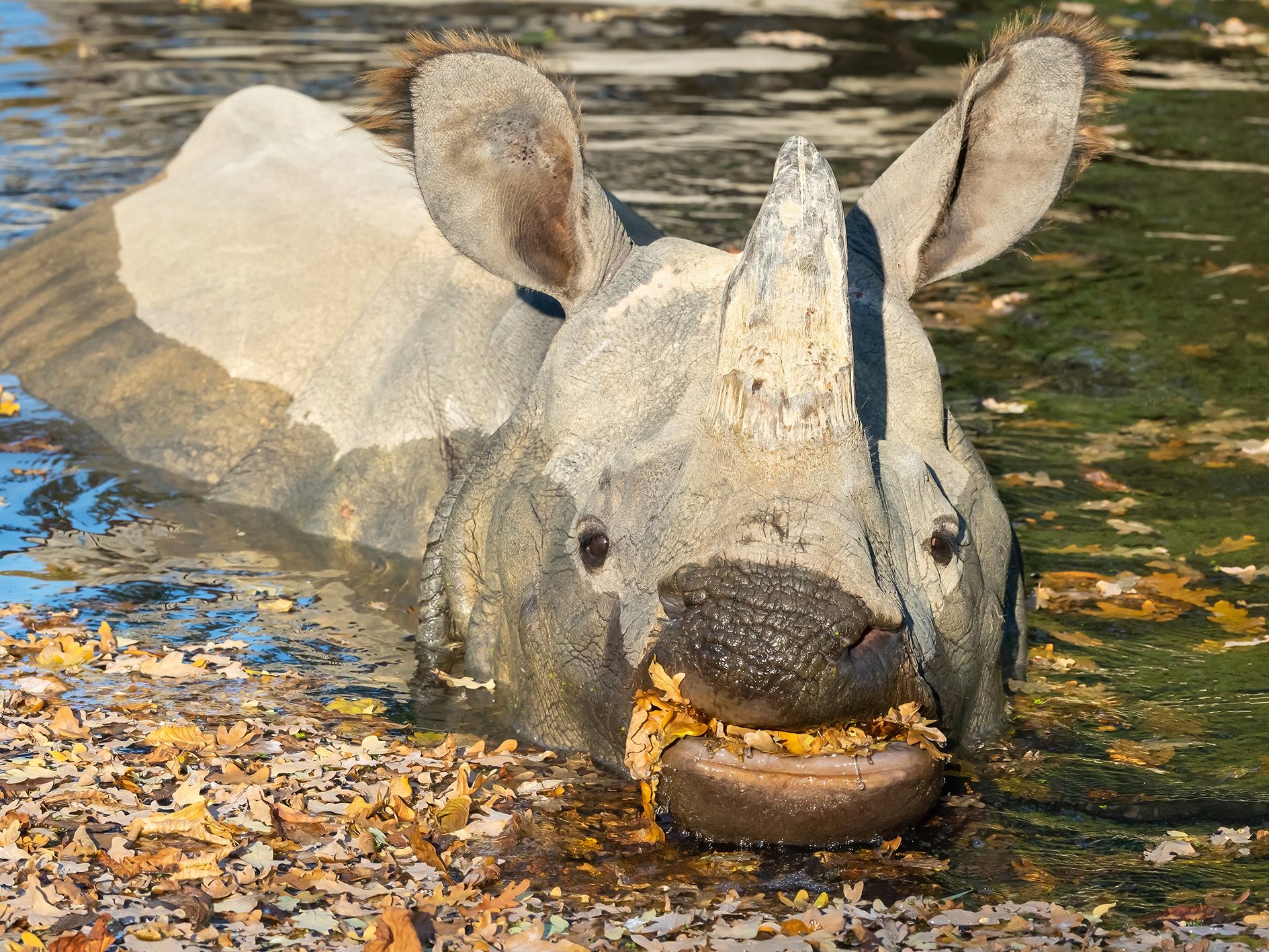 Die Zoobewohner genießen die herbstlichen Sonnenstrahlen.