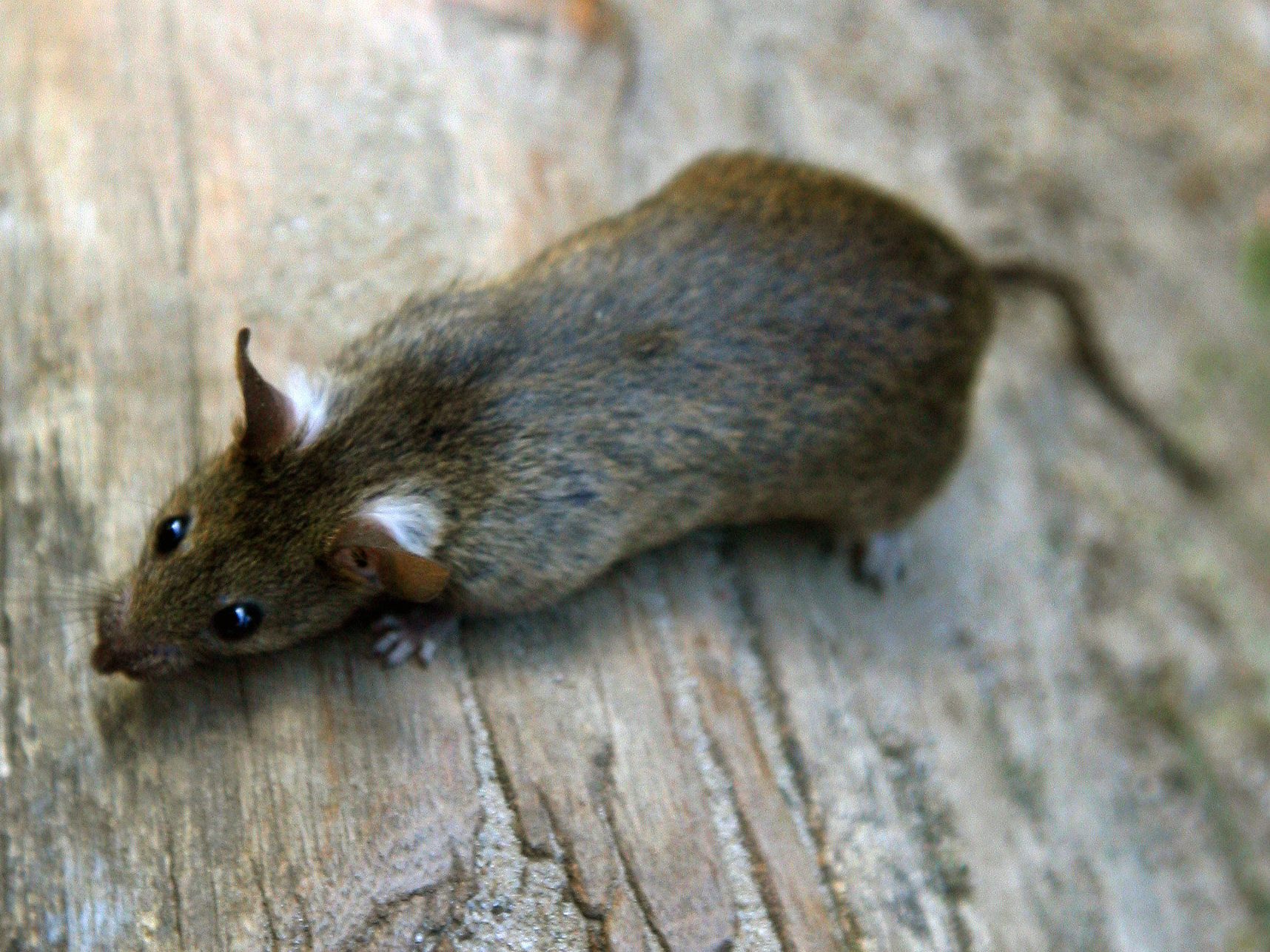 Die Zahl der Ratten-Sichtungen in Wien nimmt zu. Die Zahl der Ratten-Sichtungen in Wien nimmt zu.