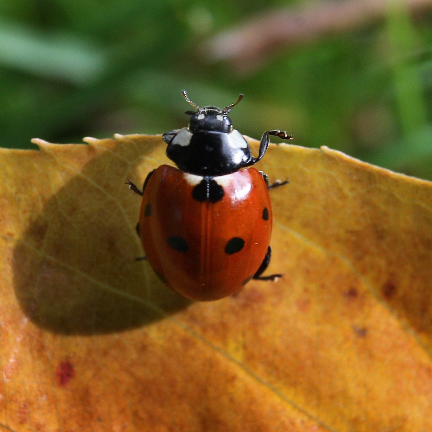 Im Herbst kann man an schönen Tagen große Schwärme von Marienkäfern beobachten.