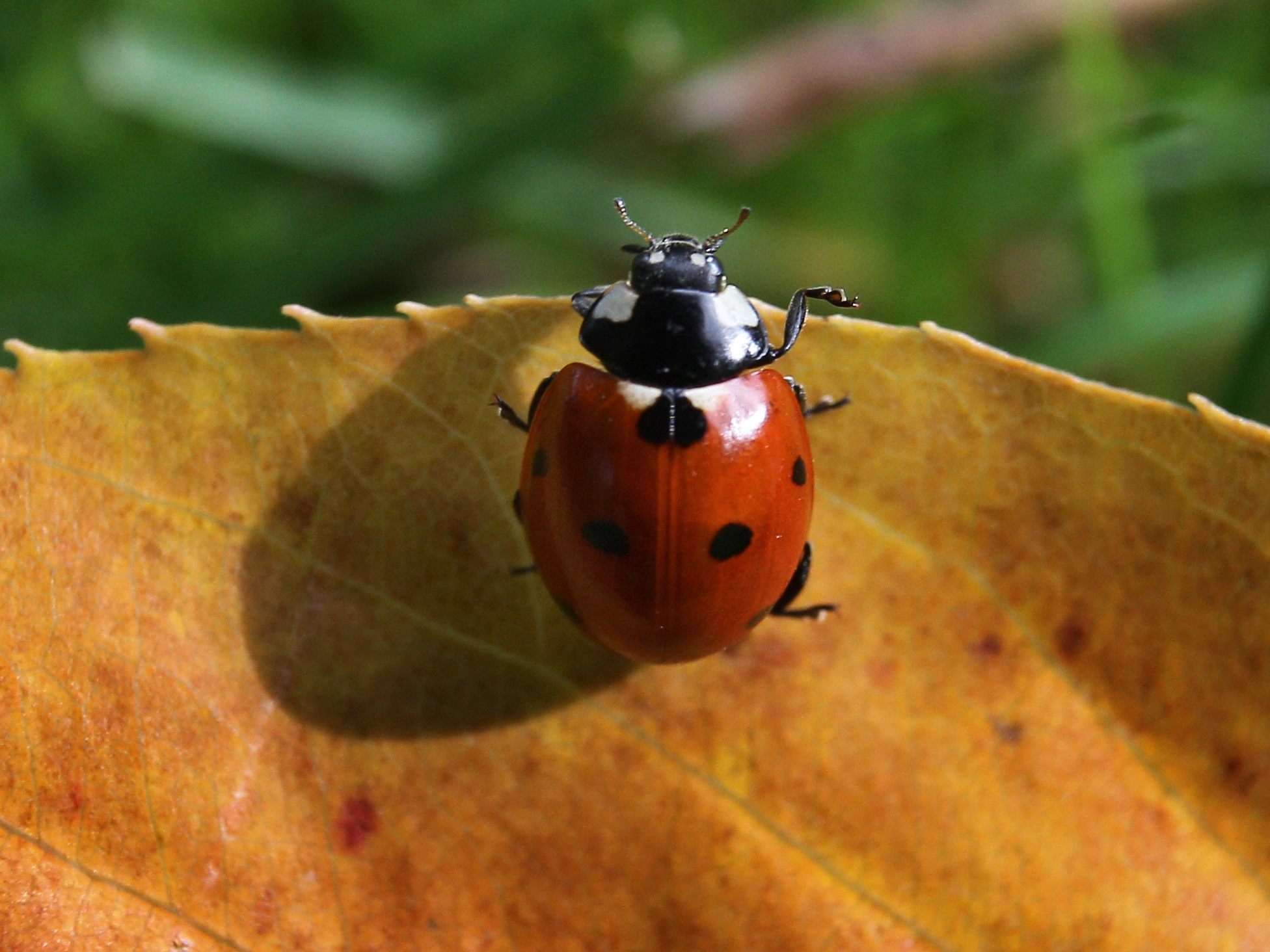 Im Herbst kann man an schönen Tagen große Schwärme von Marienkäfern beobachten.
