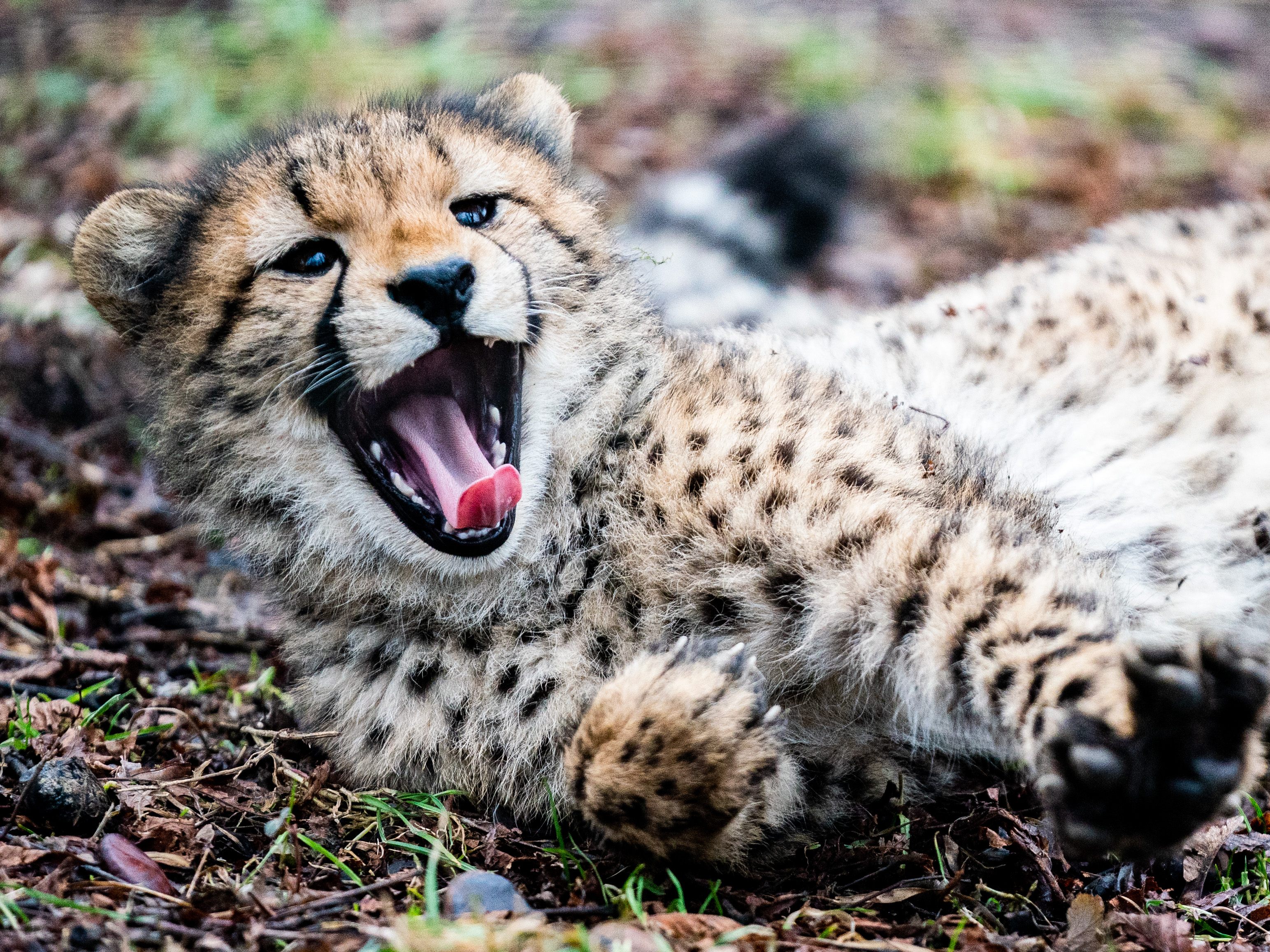 Sichert euch beim Lotterien Tag den Gratis-Eintritt in den Tiergarten Schönbrunn. Sichert euch beim Lotterien Tag den Gratis-Eintritt in den Tiergarten Schönbrunn.