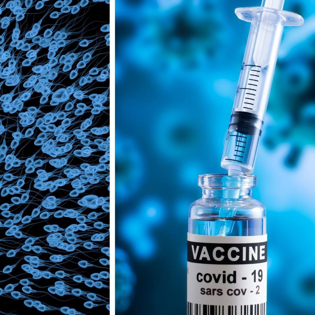 Es gibt keine wissenschaftlichen Hinweise, dass mRNA-Impfstoffe die menschliche Fruchtbarkeit beeinträchtigen könnten.