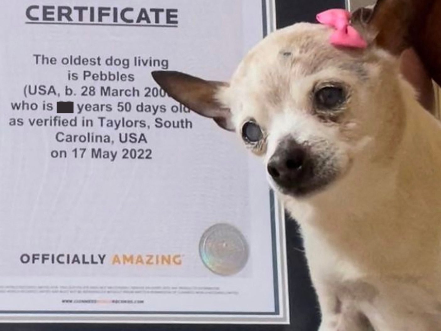 Ältester Hund der Welt ist gestorben Ältester Hund der Welt ist gestorben