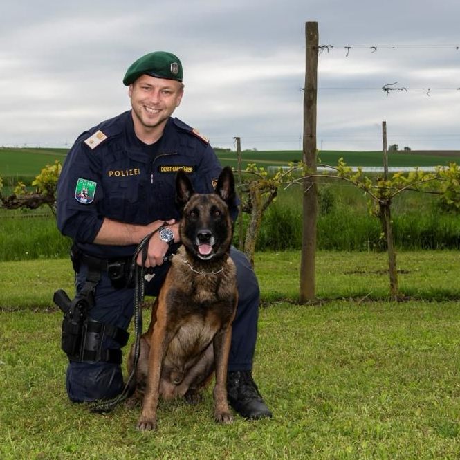 Polizeihund "Cameron" erschnüffelte einen vermissten 82-Jährigen im Bezirk St. Pölten.