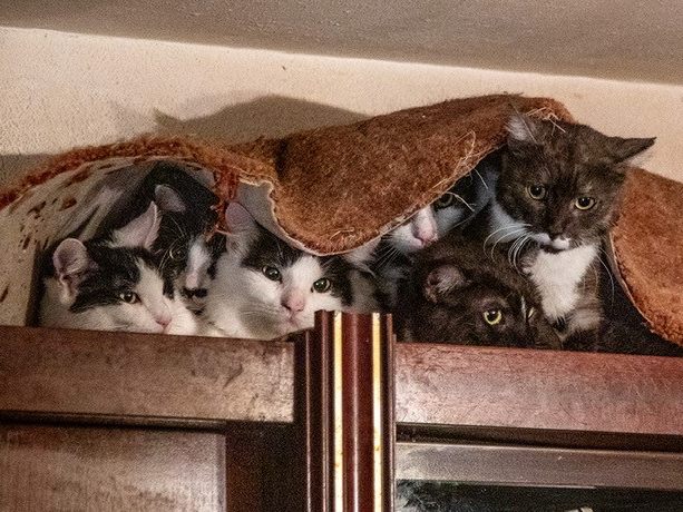 47 Katzen wurden aus einer 50-Quadratmeter-Wohnung in Wien gerettet.