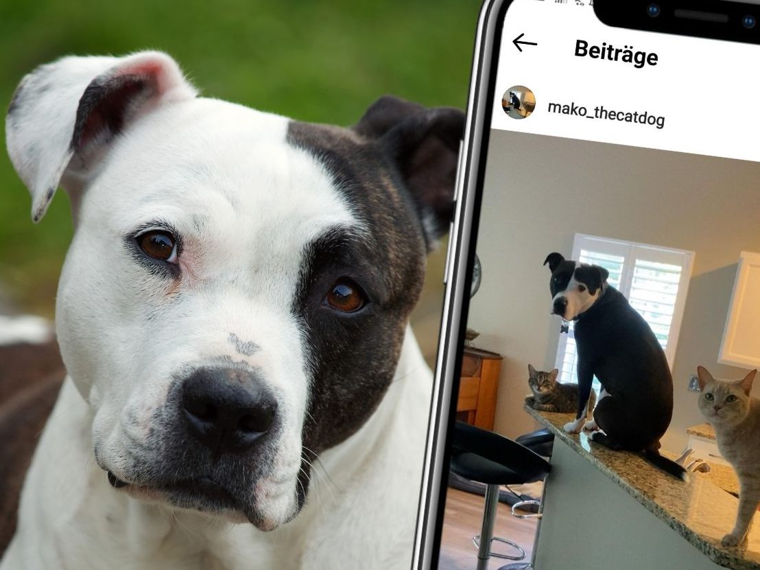 Das Verhalten von Pitbull Mako erinnert sehr an das einer Katze.