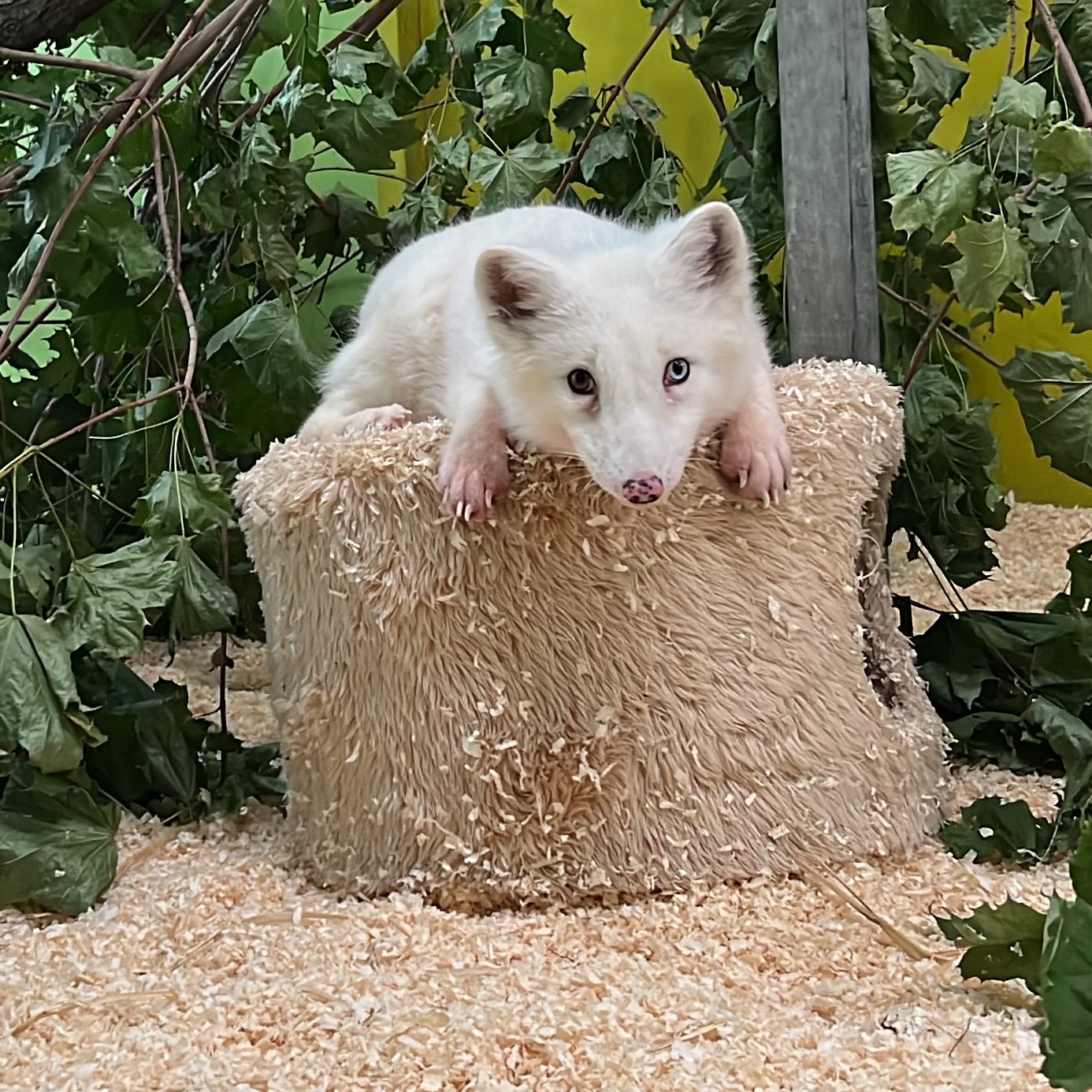 Polarfuchs "Wukk" darf endlich in sein neues Zuhause.