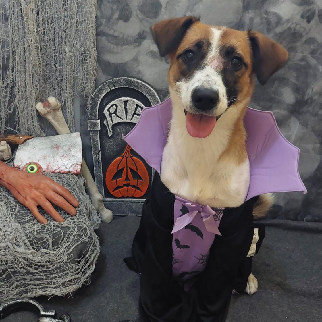 Auch die Tiere im Wiener Tierschutzhaus Vösendorf feiern Halloween.