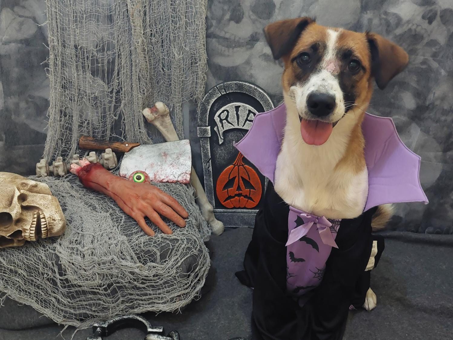 Auch die Tiere im Wiener Tierschutzhaus Vösendorf feiern Halloween. Auch die Tiere im Wiener Tierschutzhaus Vösendorf feiern Halloween.