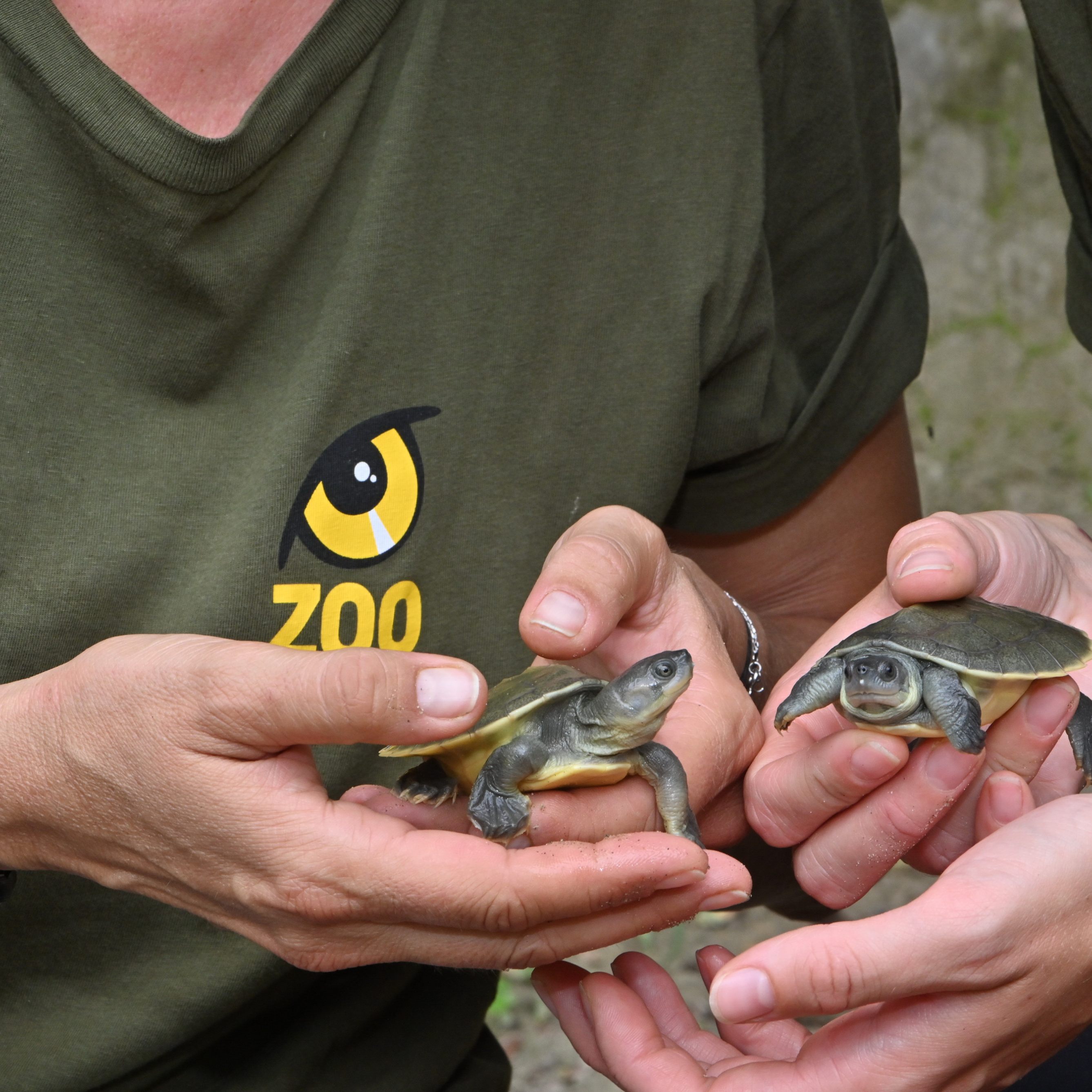 Der Wiener Zoo Schönbrunn hilft bei der Nachzucht der nördlichen Batagur-Flussschildkröte.